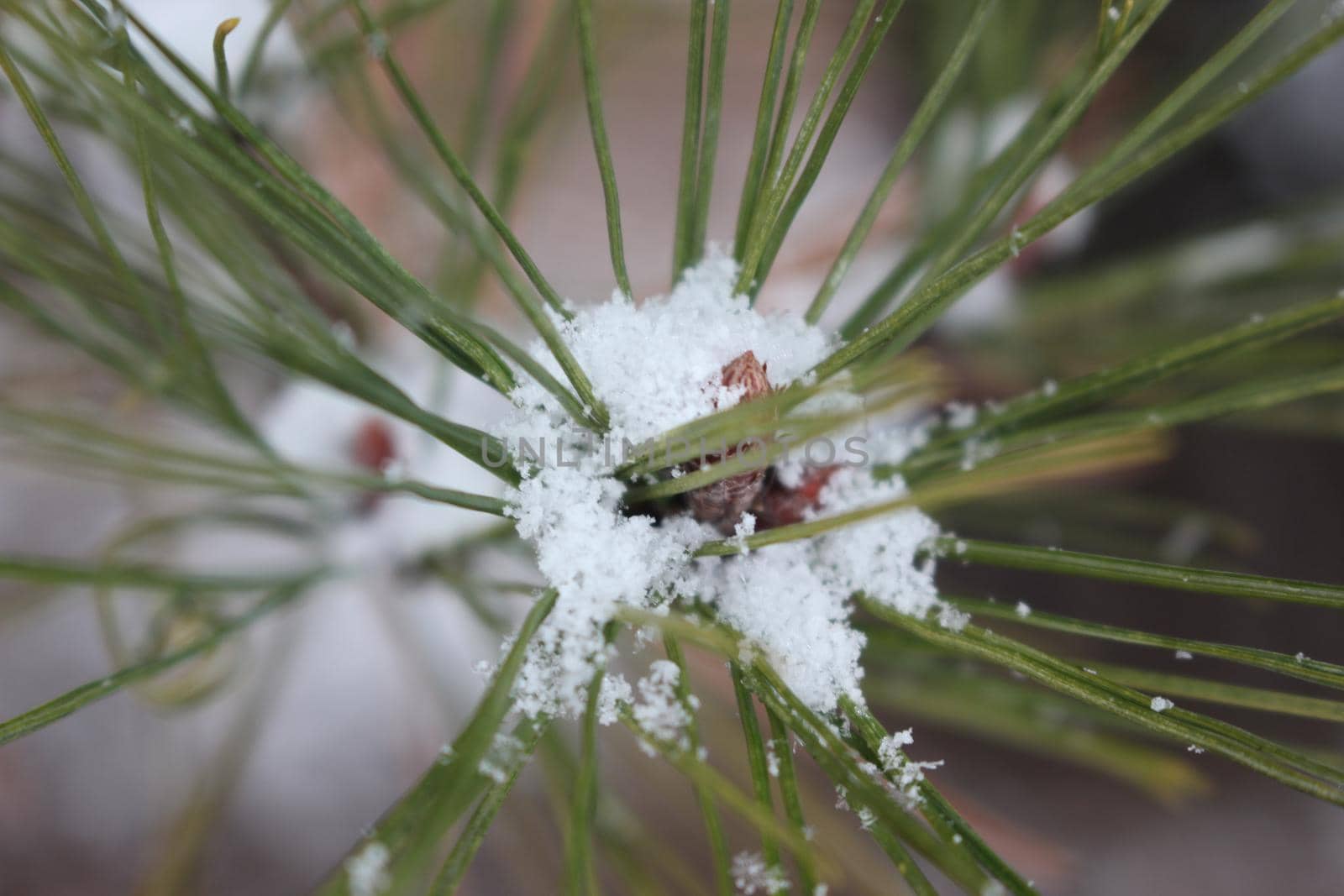 Snow on leaves of plant during snowfall winter season by Photochowk