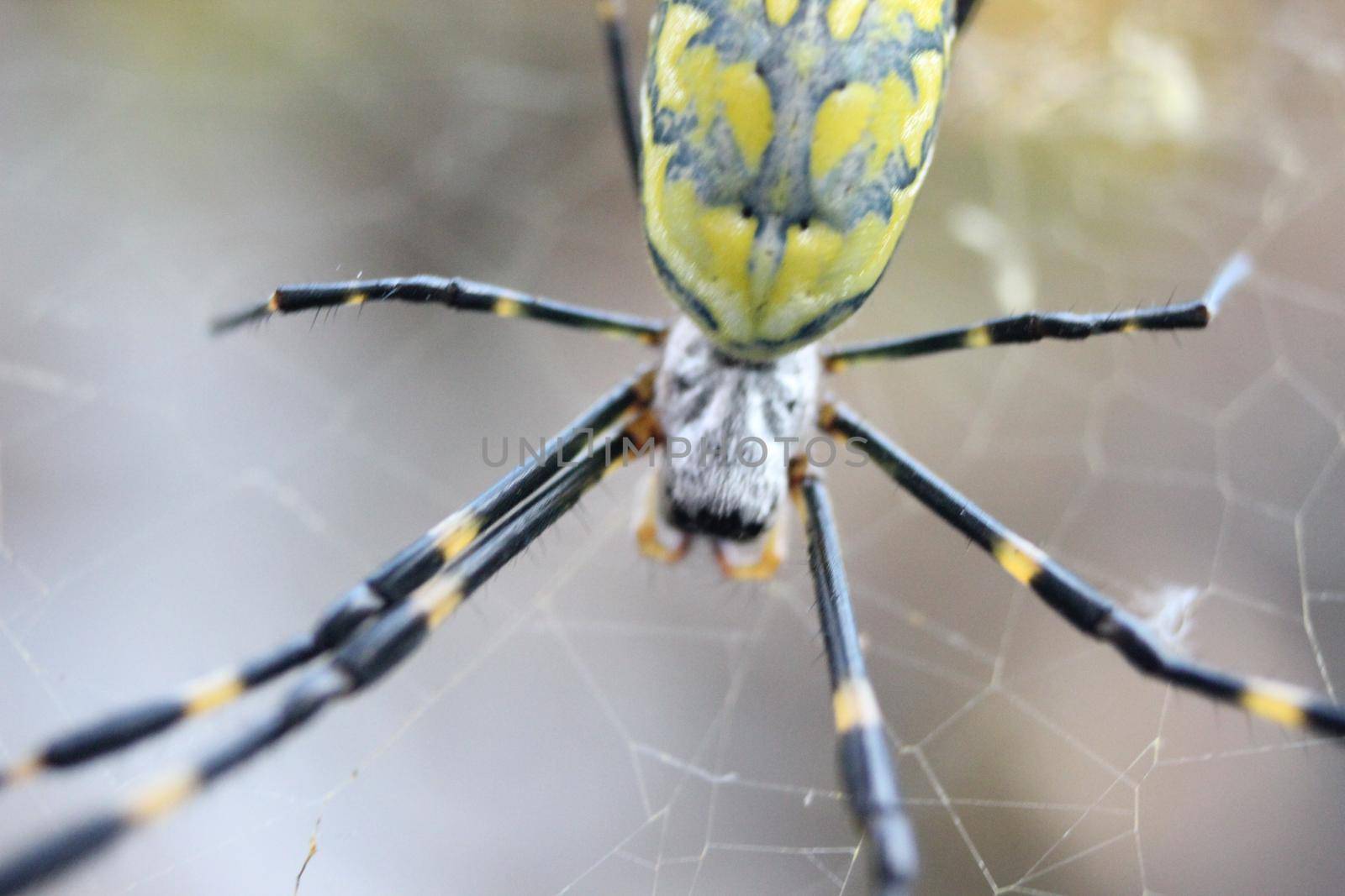 Giant spider macro view with selective focus, with blurred white background. by Photochowk