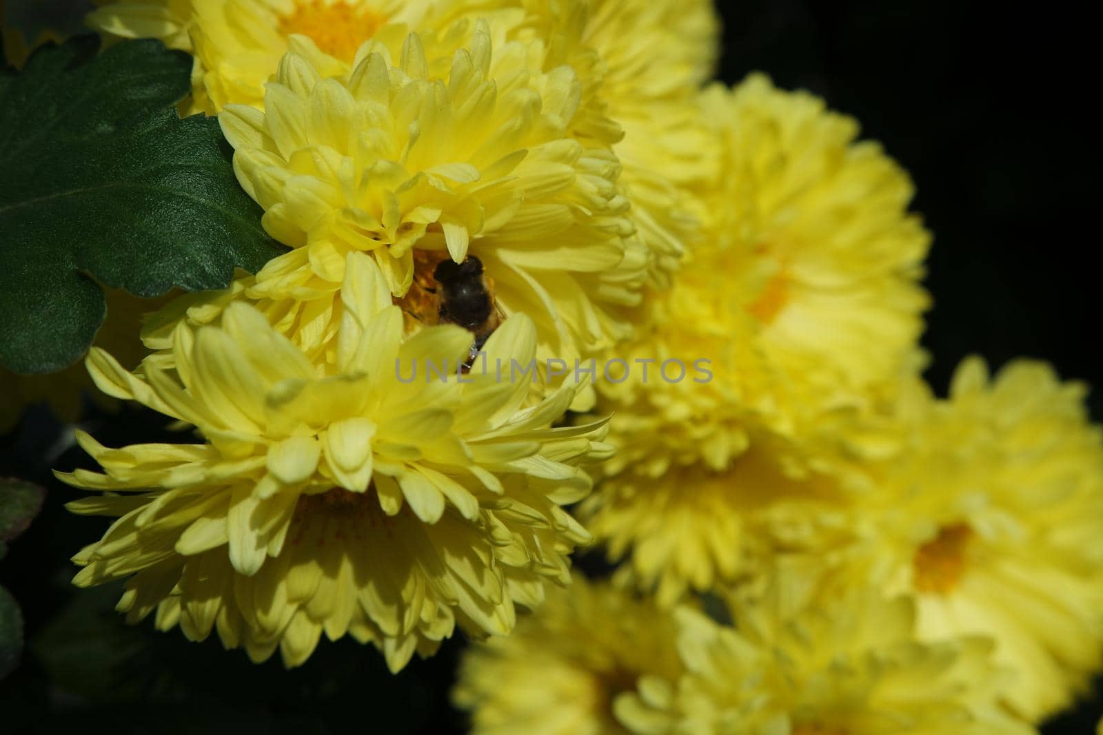 Closeup view of lovely yellow flower against a green leaves blurred background. This flower is found in South Korea.