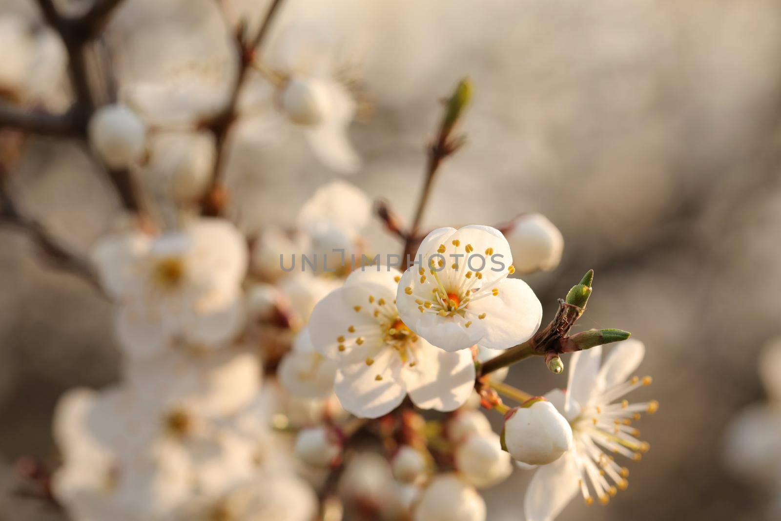 Spring flowers blooming on a tree at dawn.