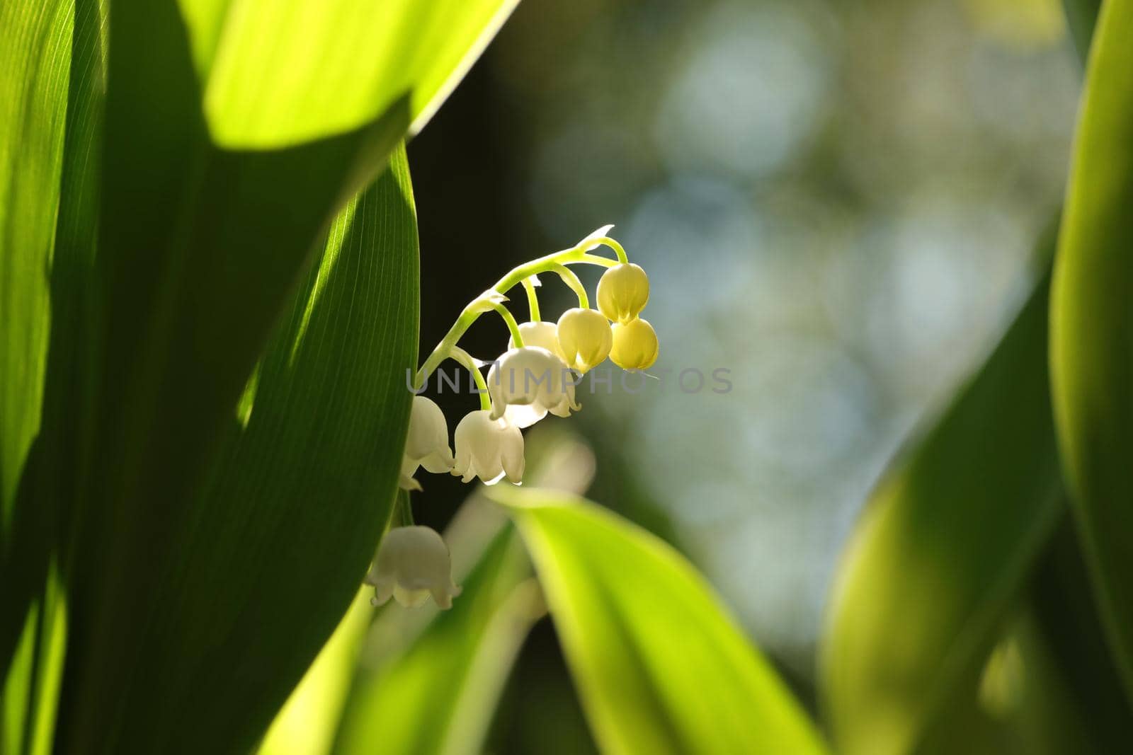 Lily of the valley in the forest.