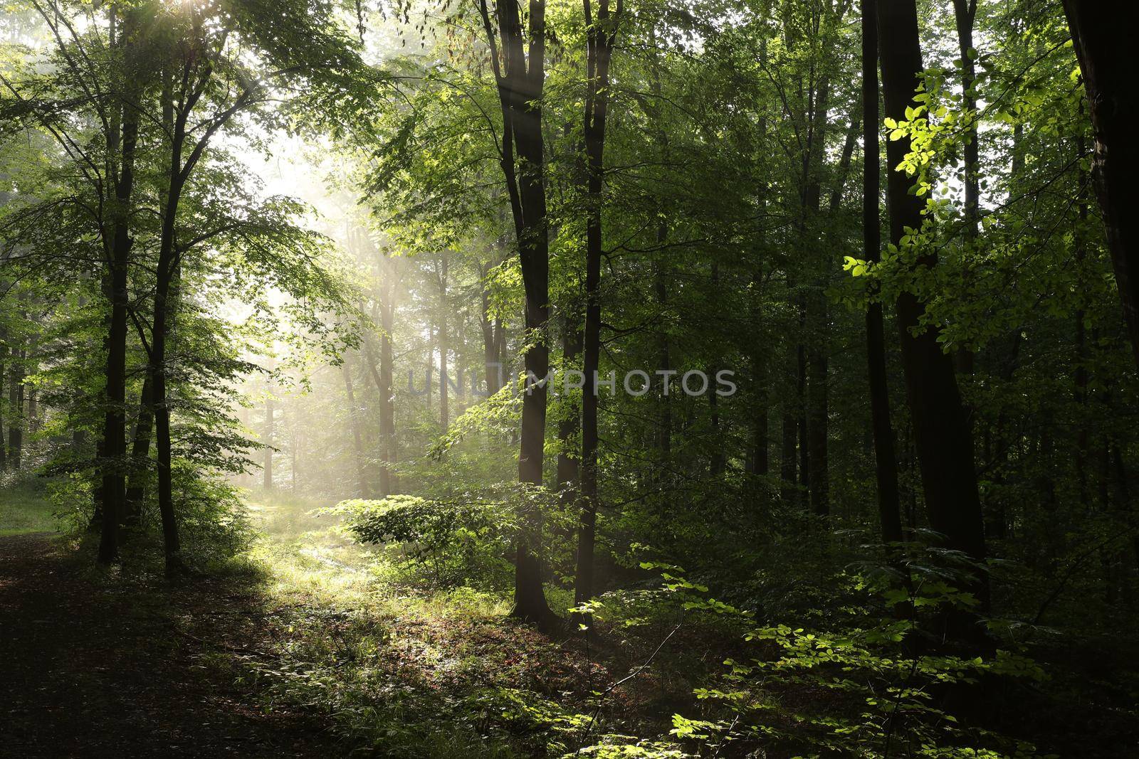 Spring forest at dawn by nature78