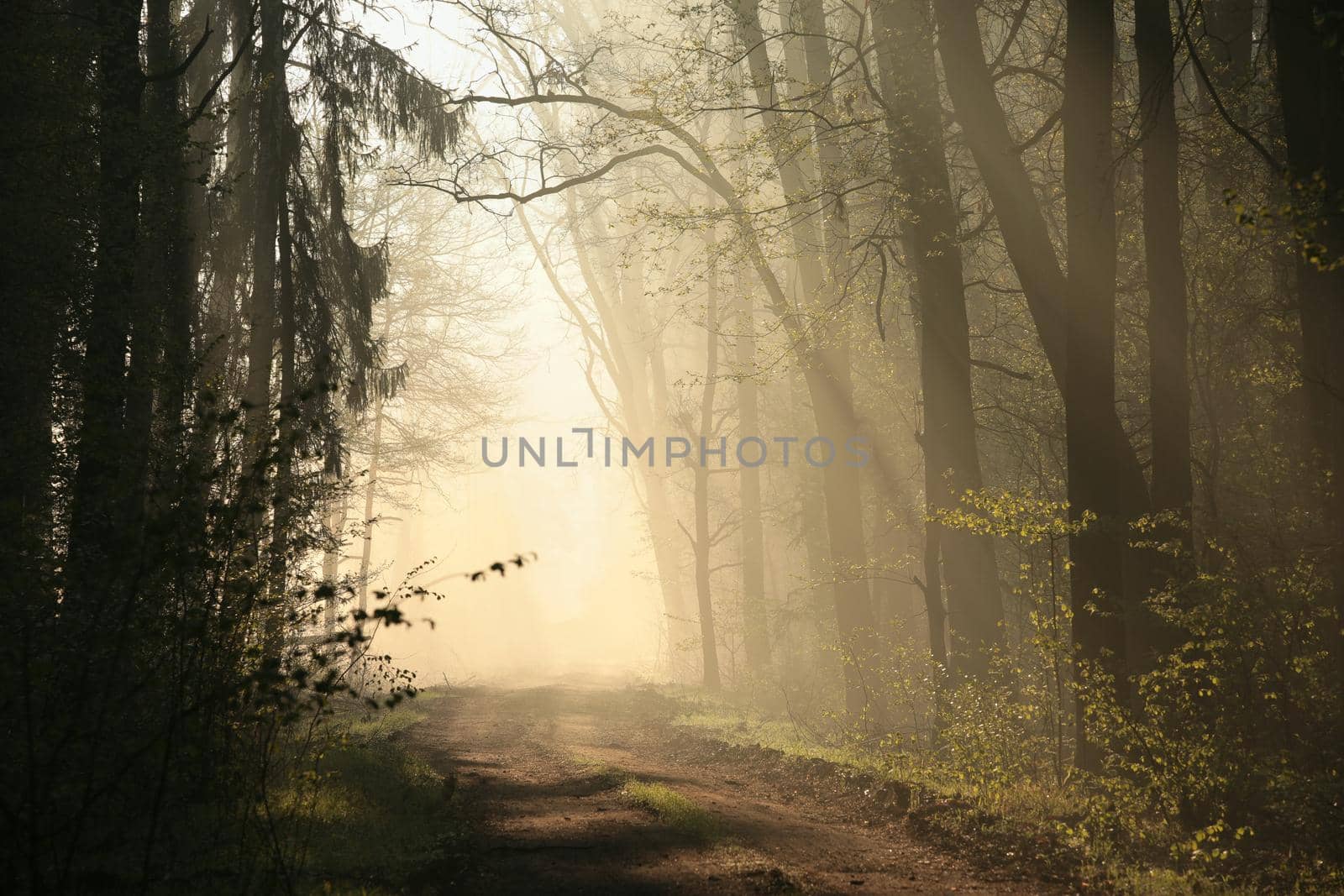 Country road through misty forest during sunrise.