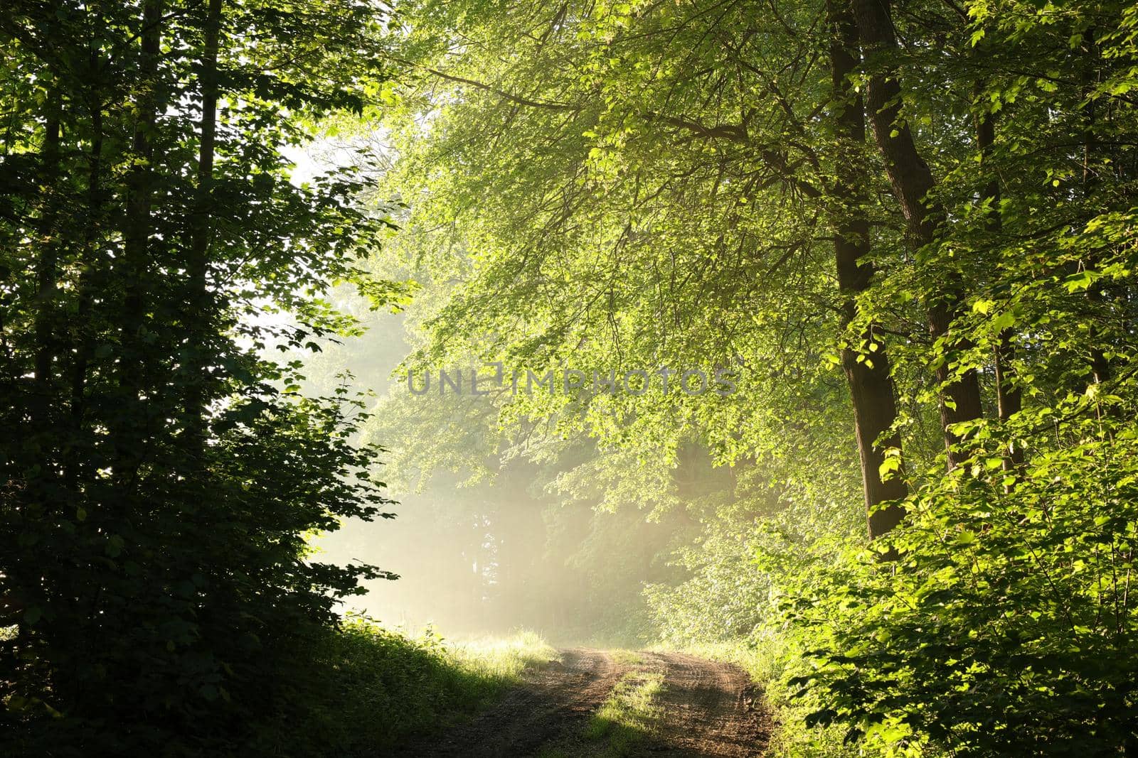 Country road among oaks after rainfall on a foggy spring morning,