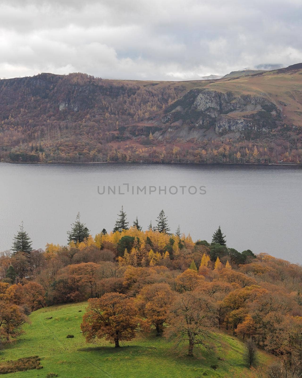 Tress of Brandlehow Park on the edge of Derwent Water, Lake District by PhilHarland