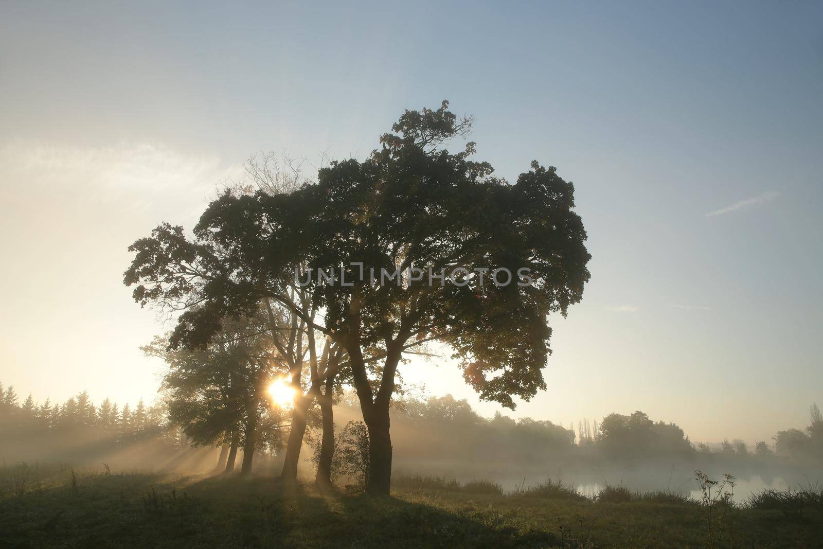 Maple trees on a foggy autumn morning.