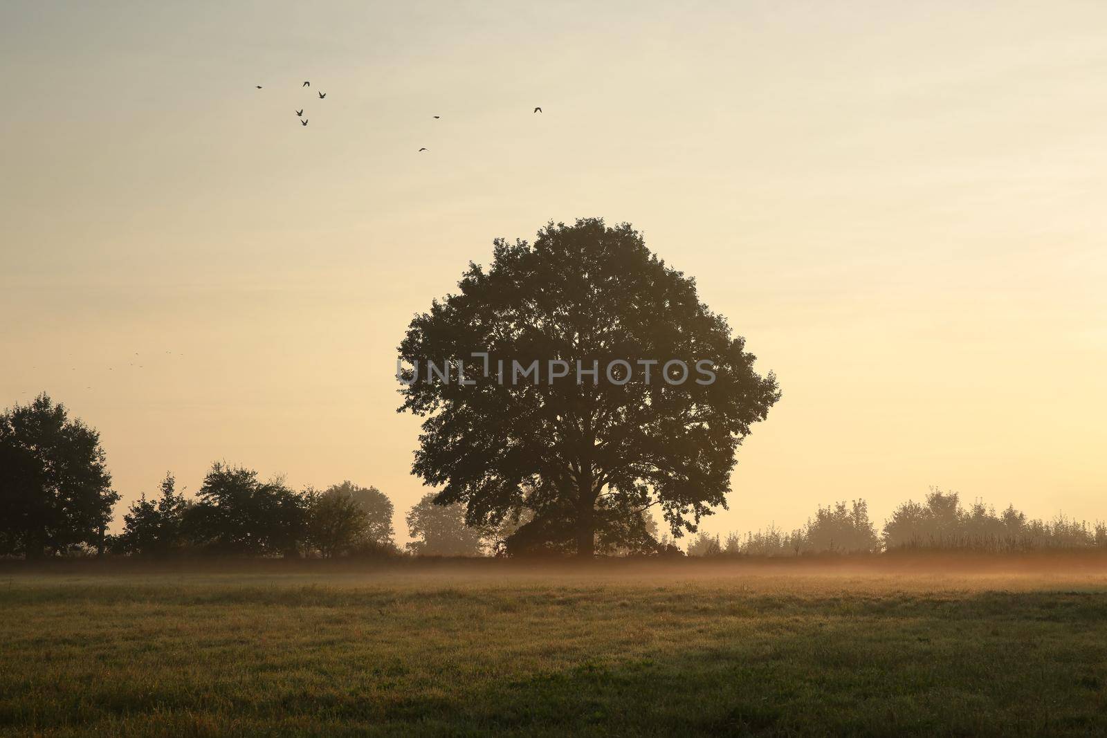 Oak tree on a misty morning at the beginning of autumn.