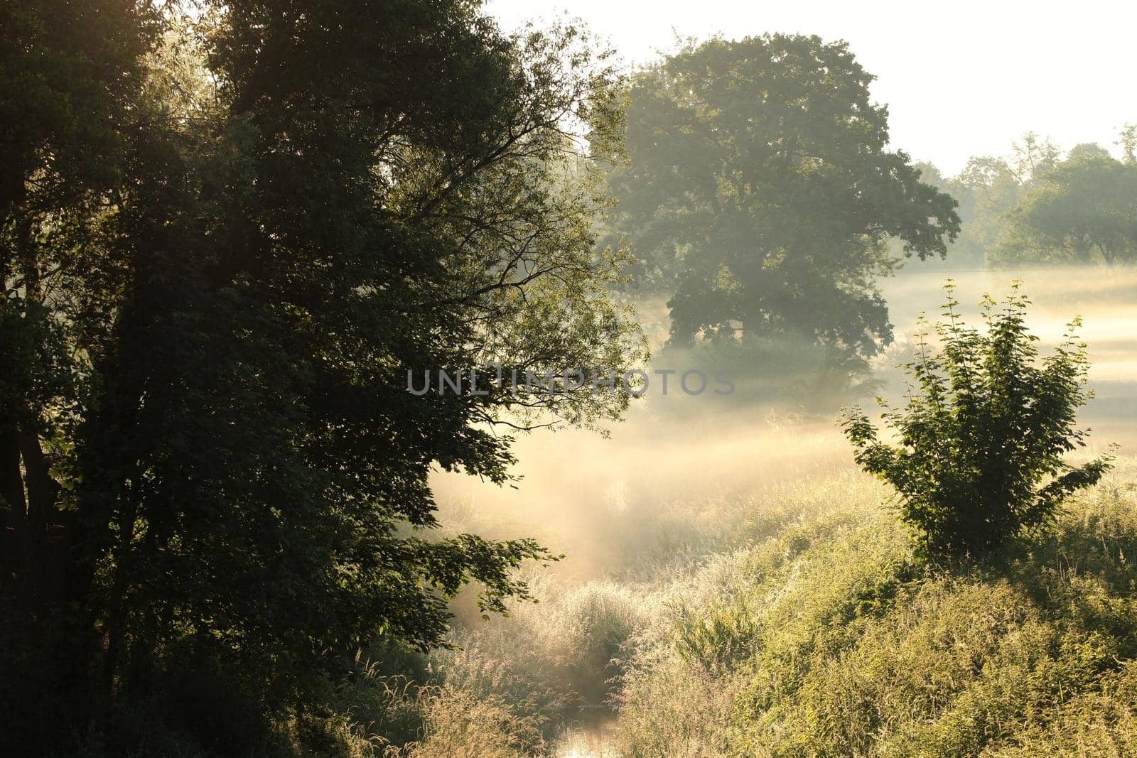 Rural landscape on a misty summer morning.