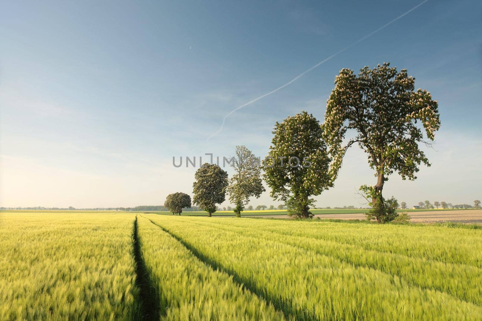 Blossoming chestnut tree on a grain field