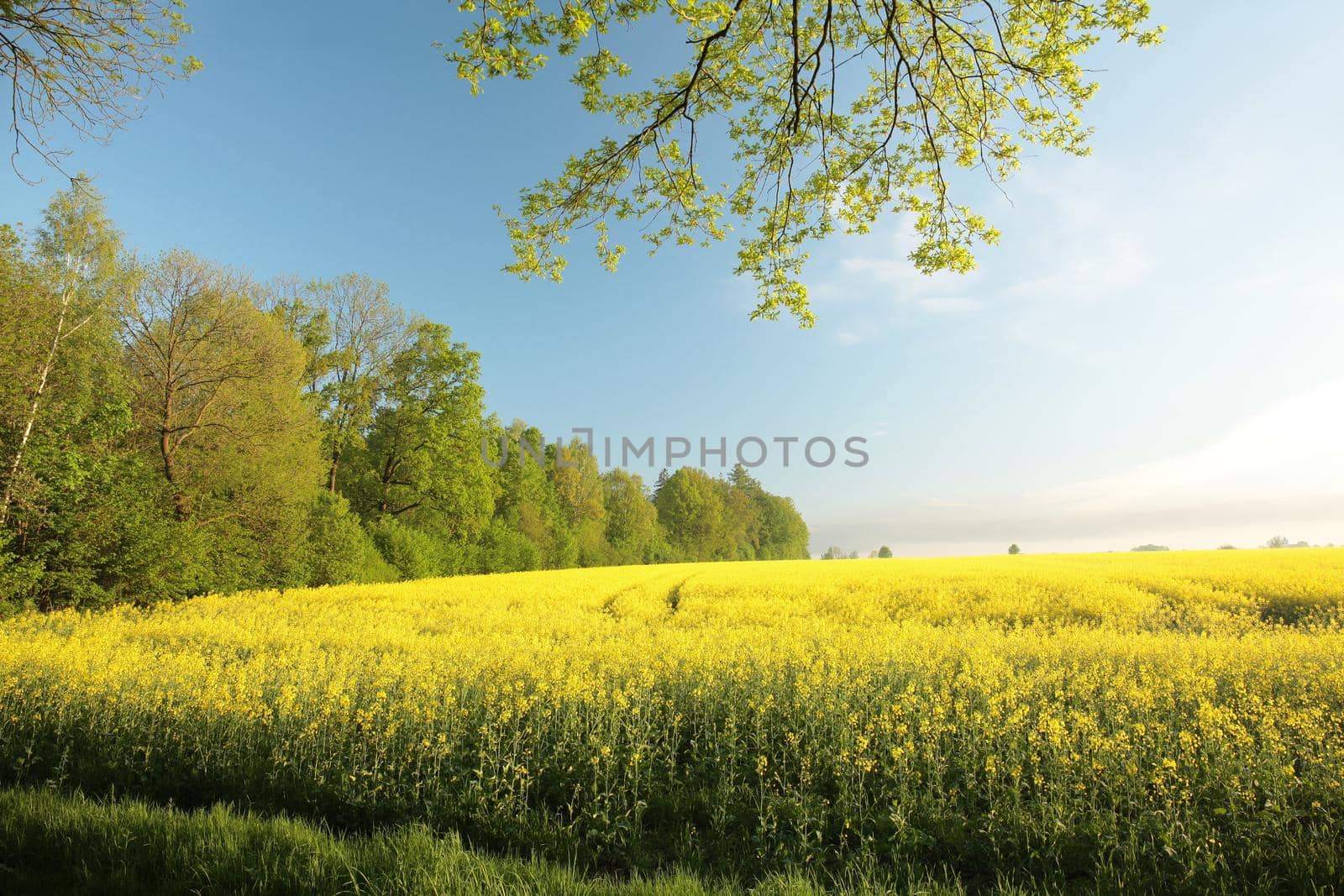 Rape field at the edge of a forest in the morning.