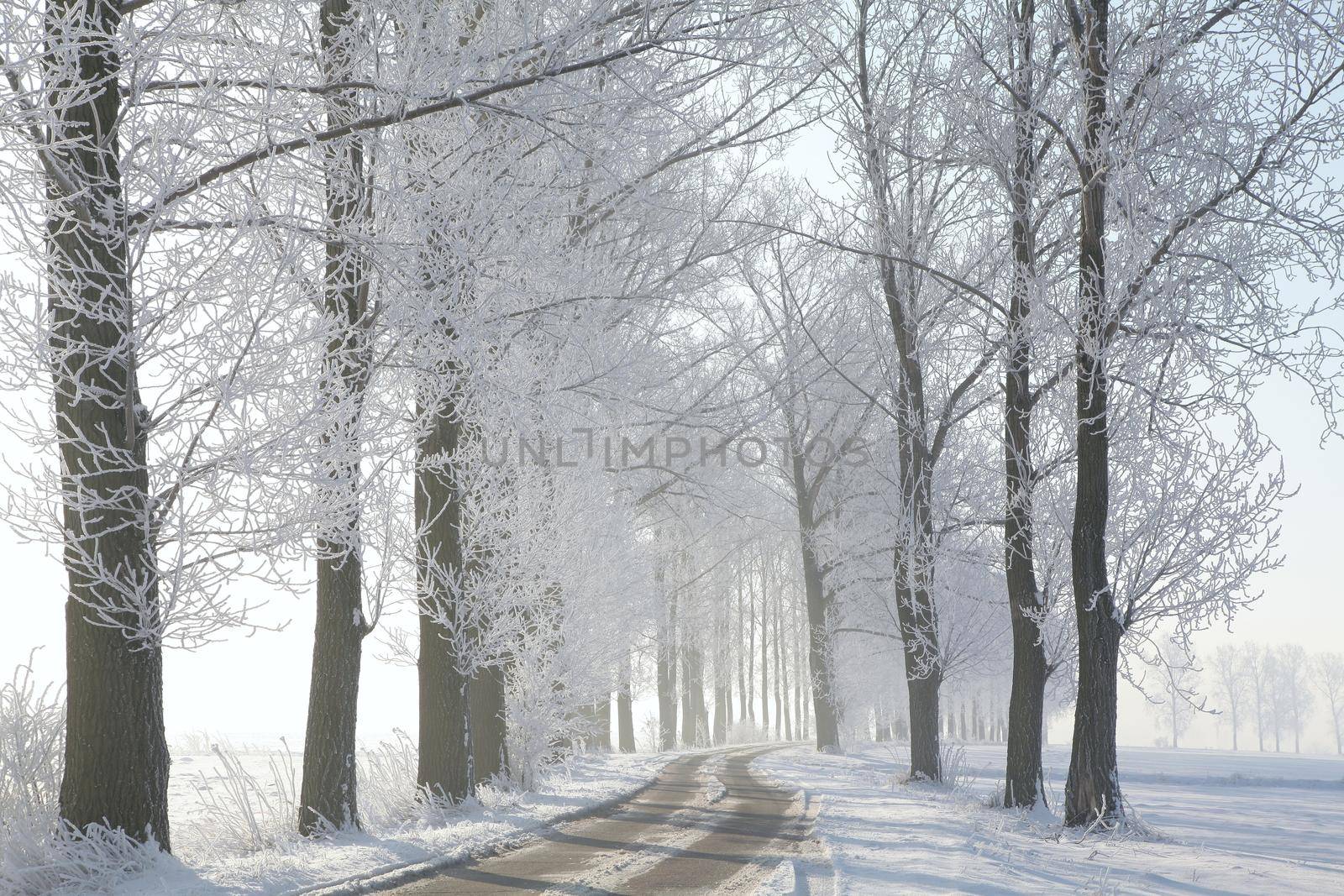 Country road among frosted trees on a sunny winter morning.