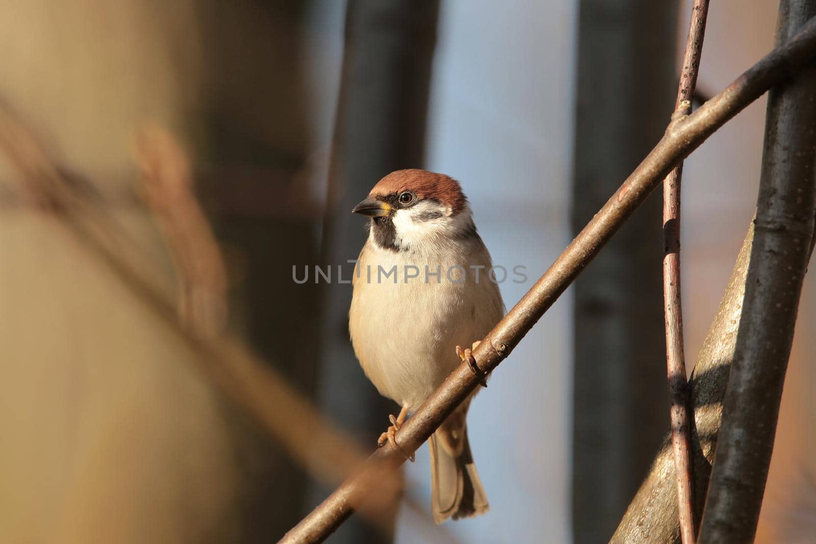 Eurasian Tree Sparrow (Passer montanus) on a twig.