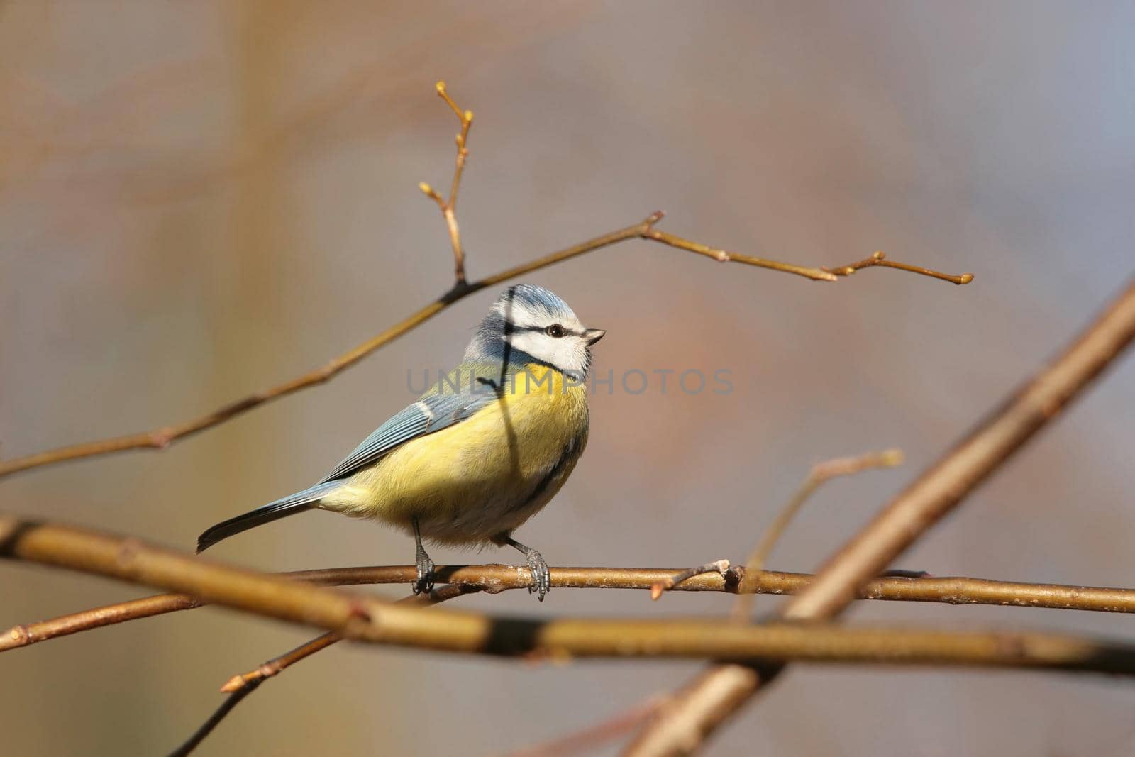 Blue tit by nature78
