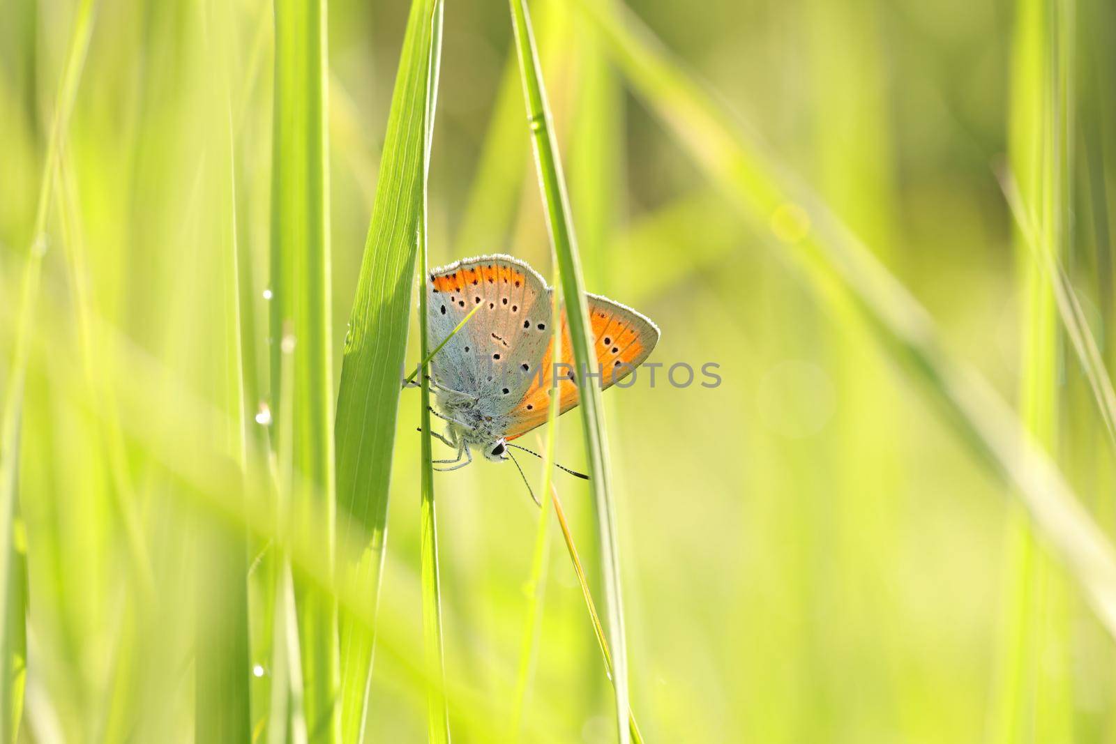 Butterfly on a spring meadow in the sunshine.