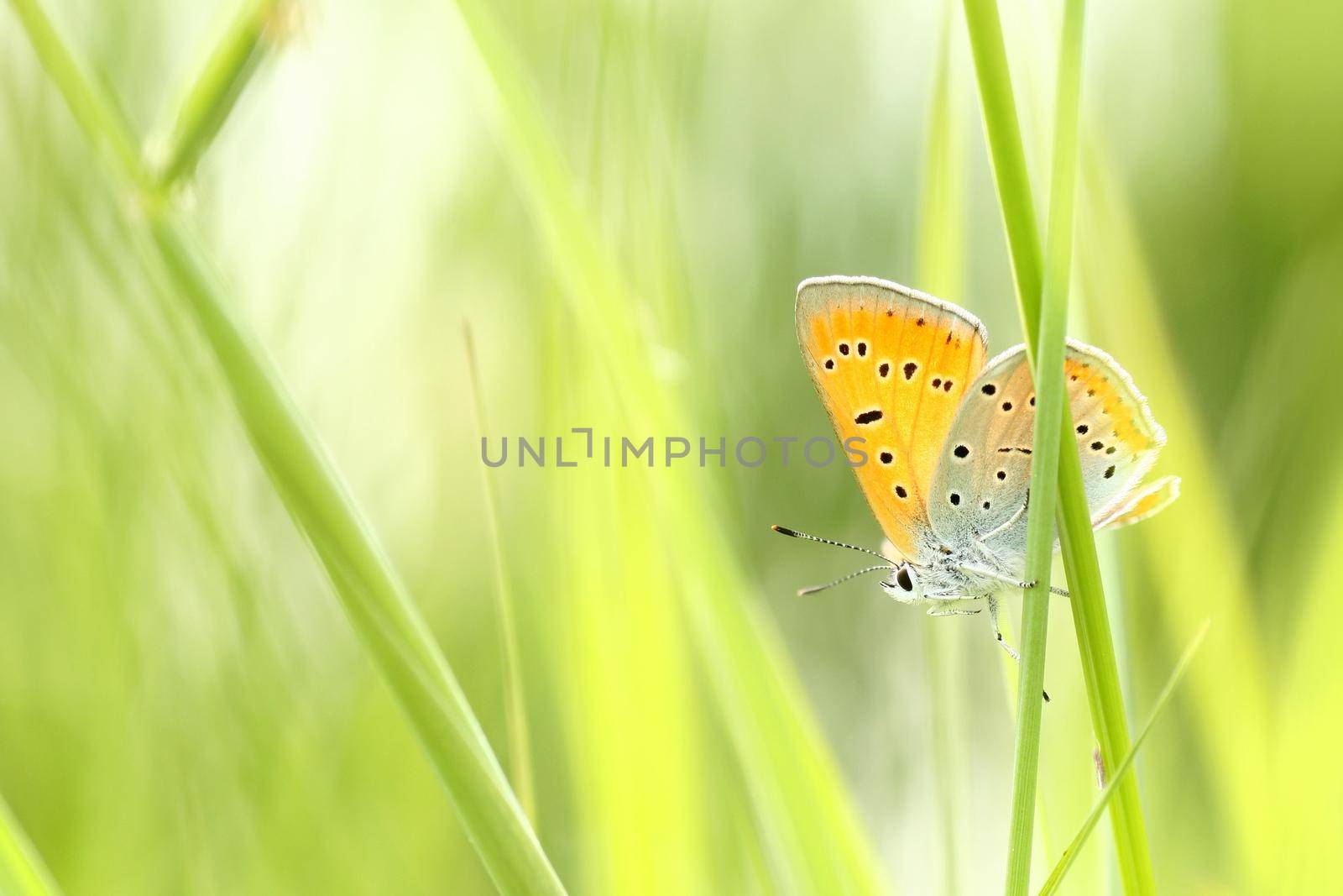 Butterfly on a spring meadow in the sunshine.