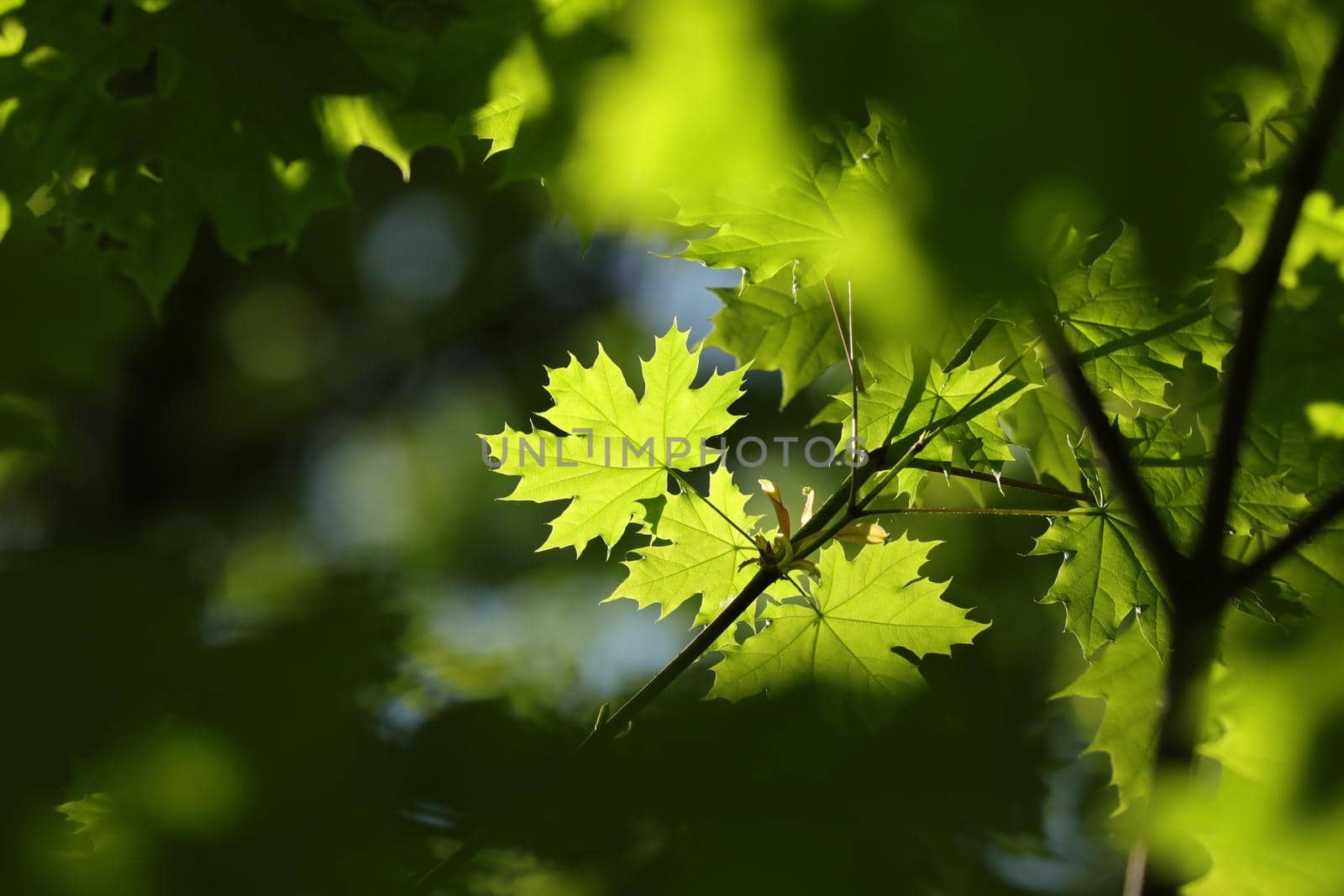 Spring maple leaves in the forest