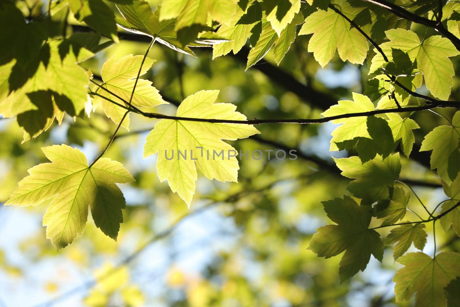 Spring maple leaves in the forest