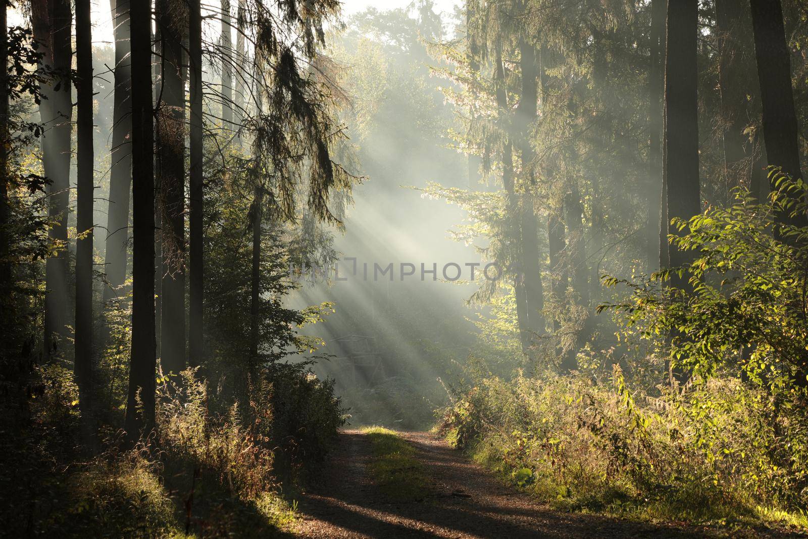 Dirt road through a foggy autumn forest at dawn.