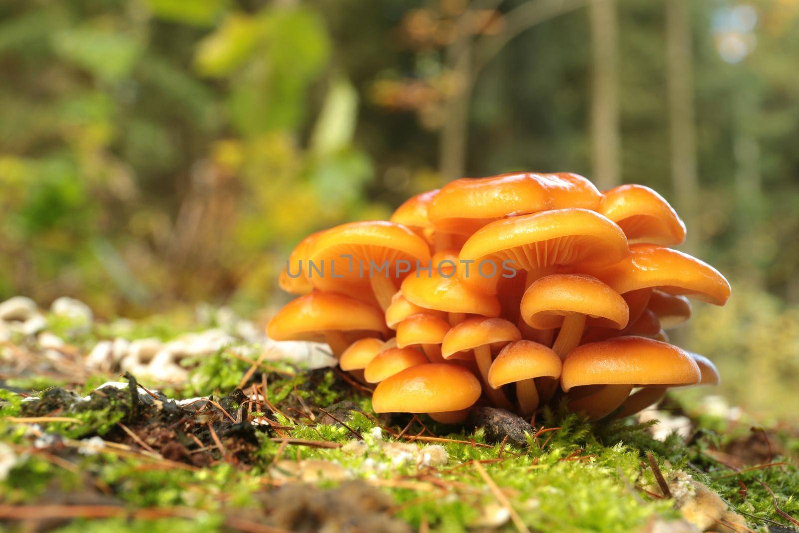 Family of mushrooms on a tree trunk.