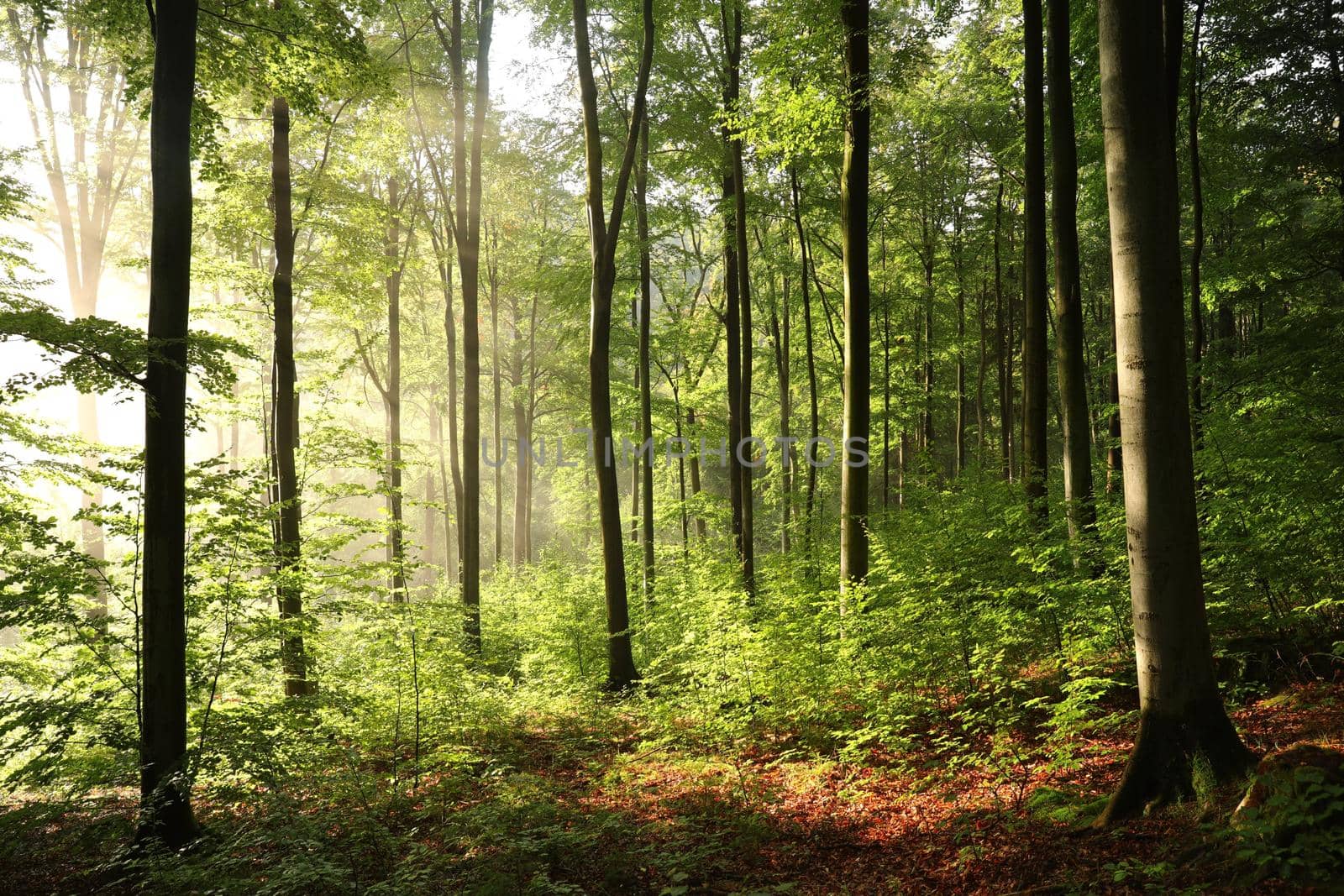 Misty beech forest at dawn.