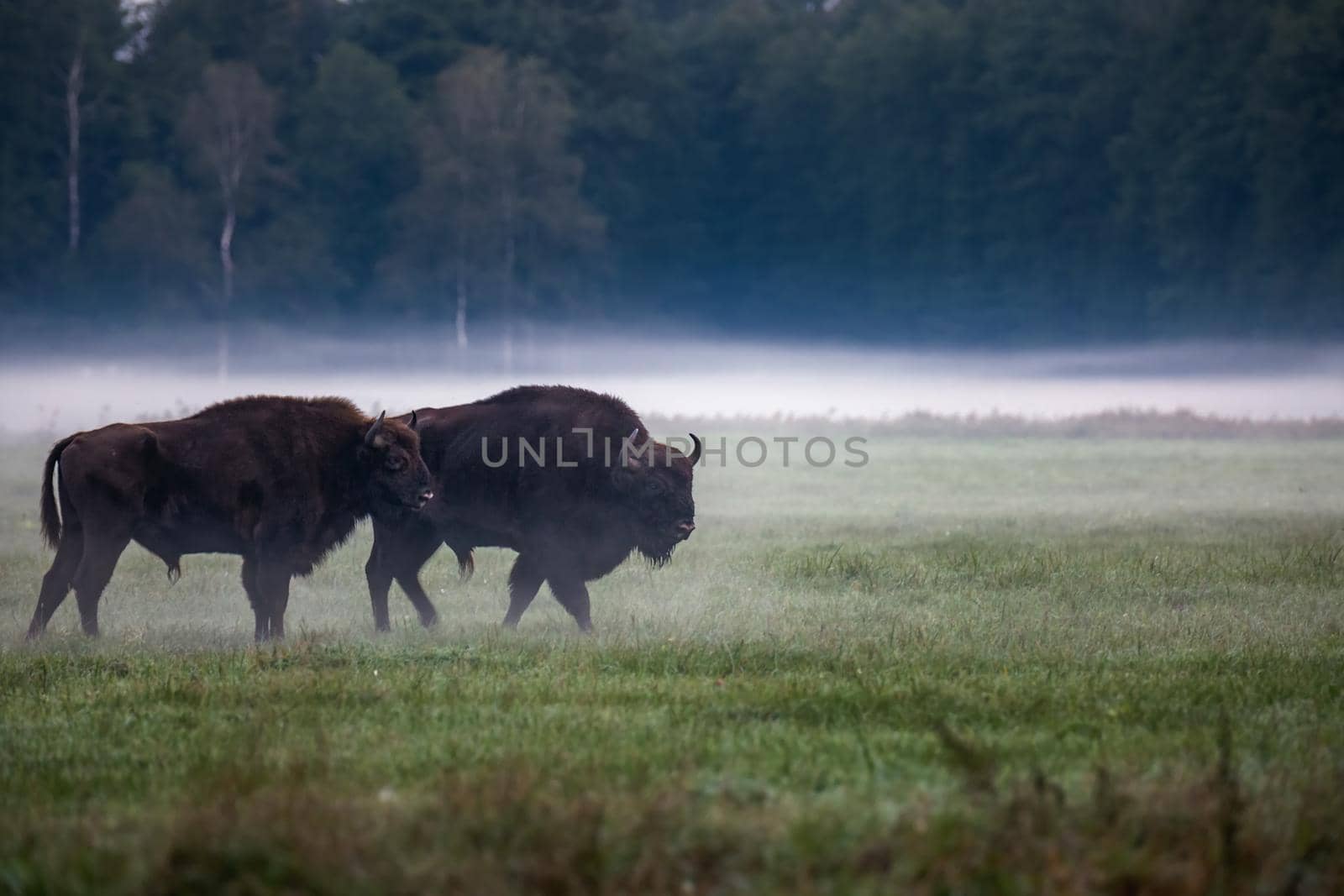 Wild european aurochs in the forest at Belovezhskaya Pushcha National Park, Belarus.