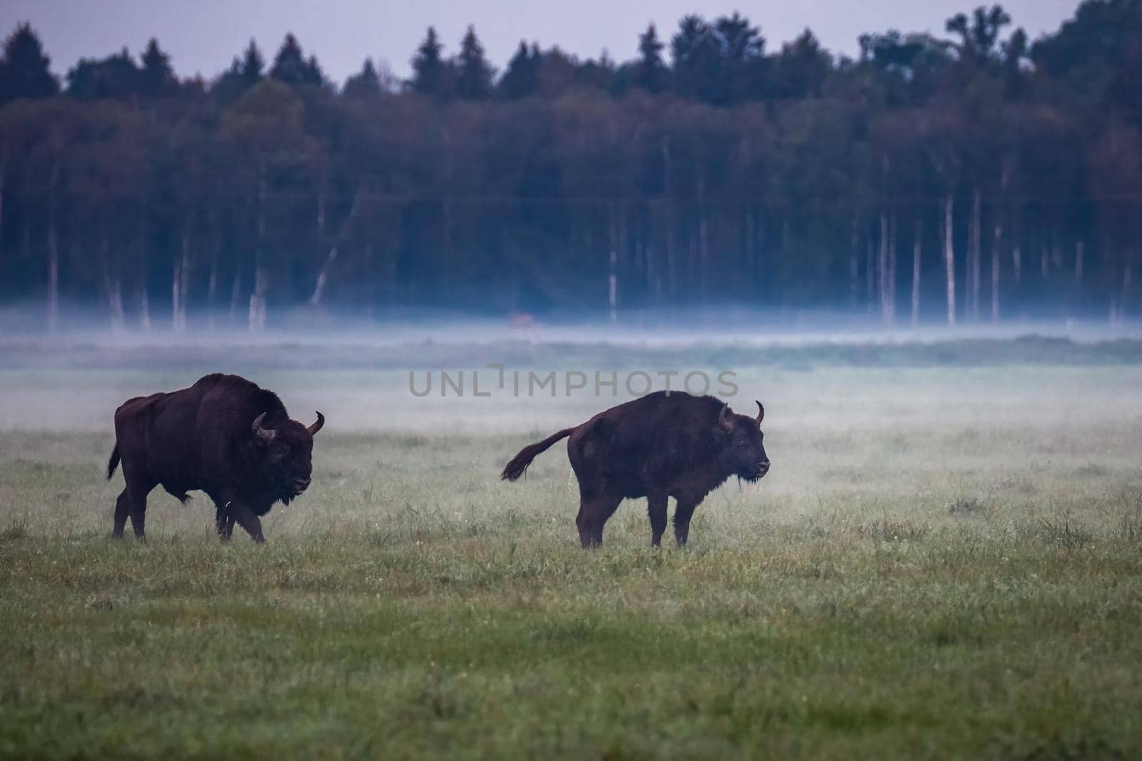 Wild european aurochs in the forest at Belovezhskaya Pushcha National Park, Belarus.