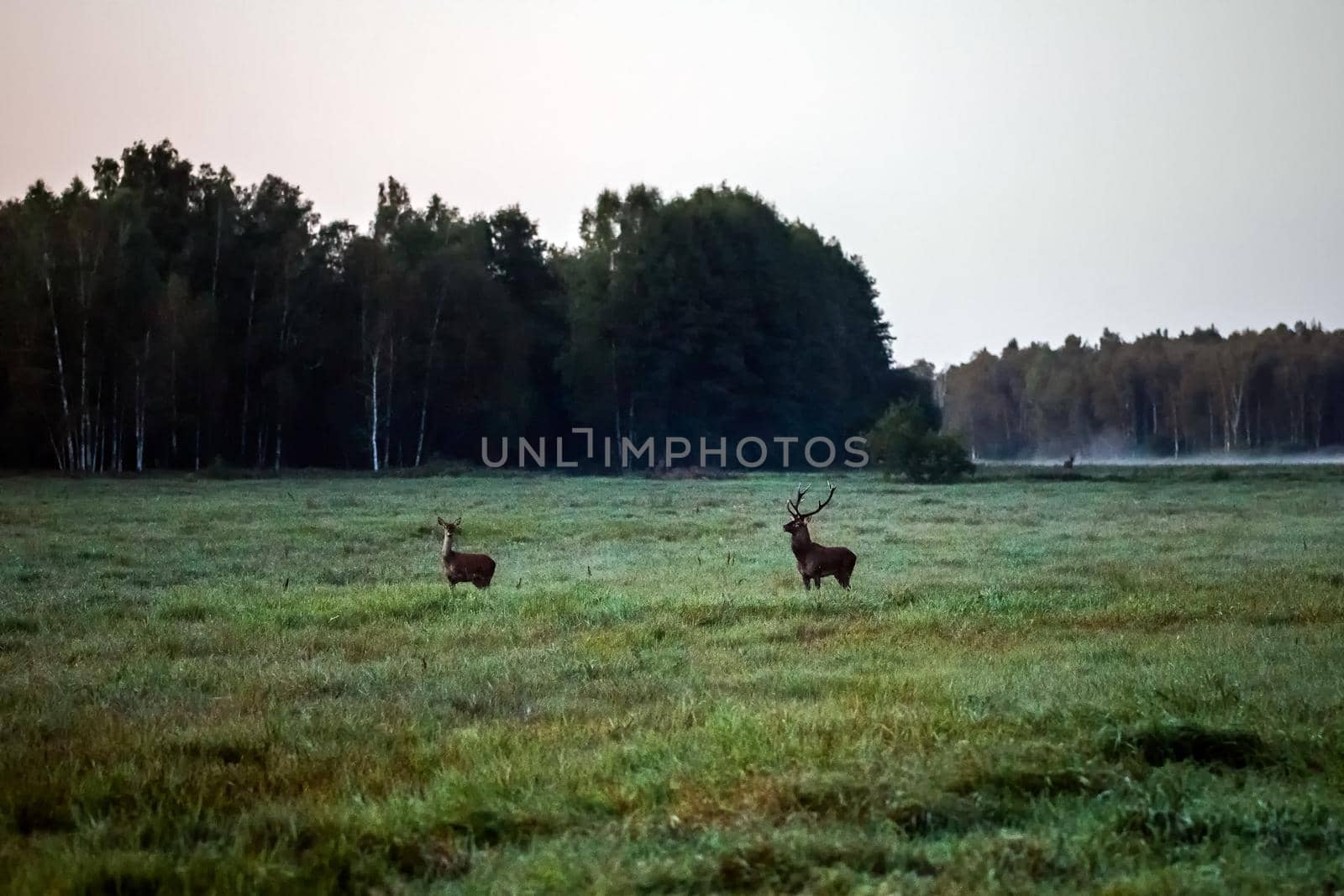 Wild european deers in the forest at Belovezhskaya Pushcha National Park, Belarus.
