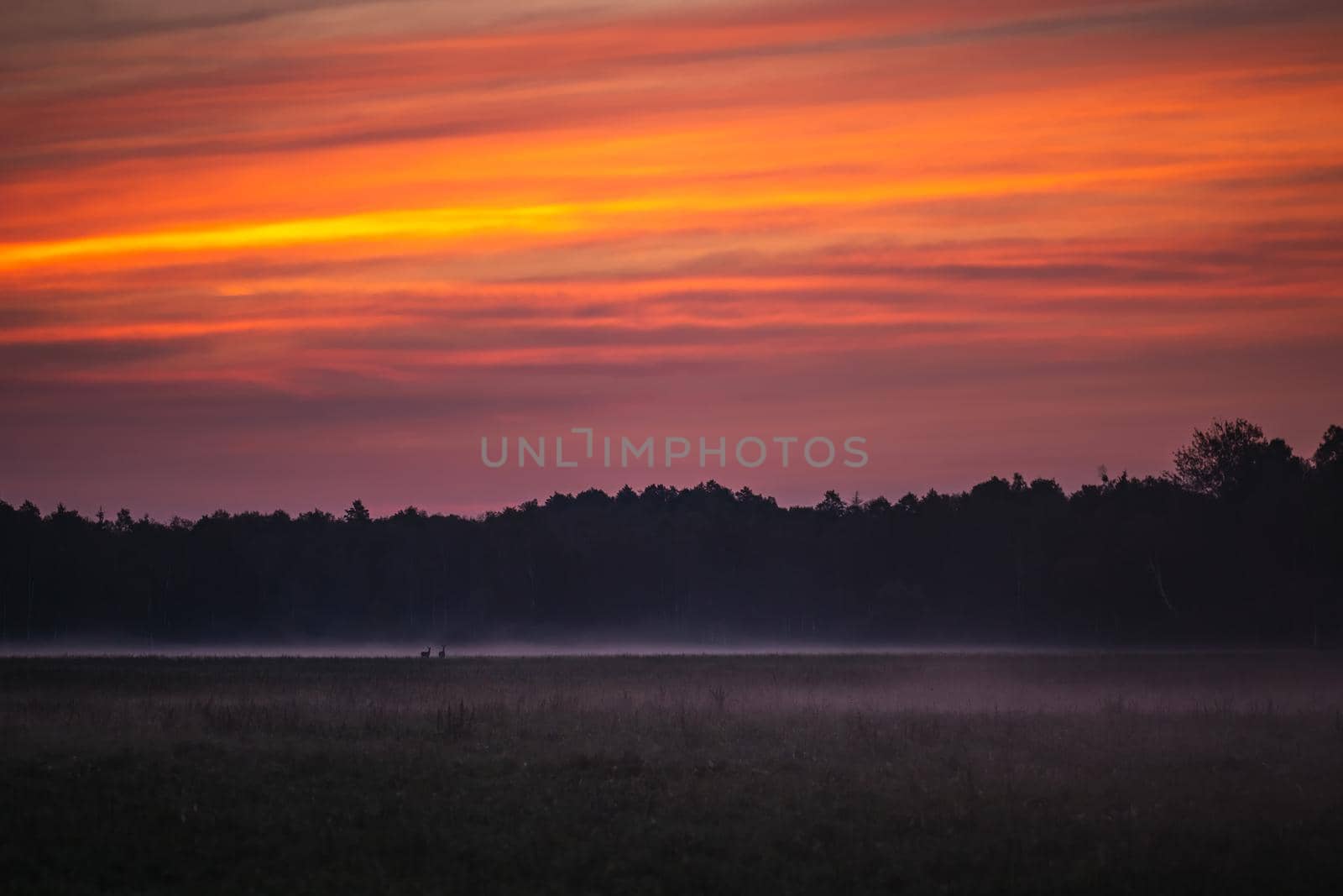 Wild european deers in the forest at Belovezhskaya Pushcha National Park, Belarus.
