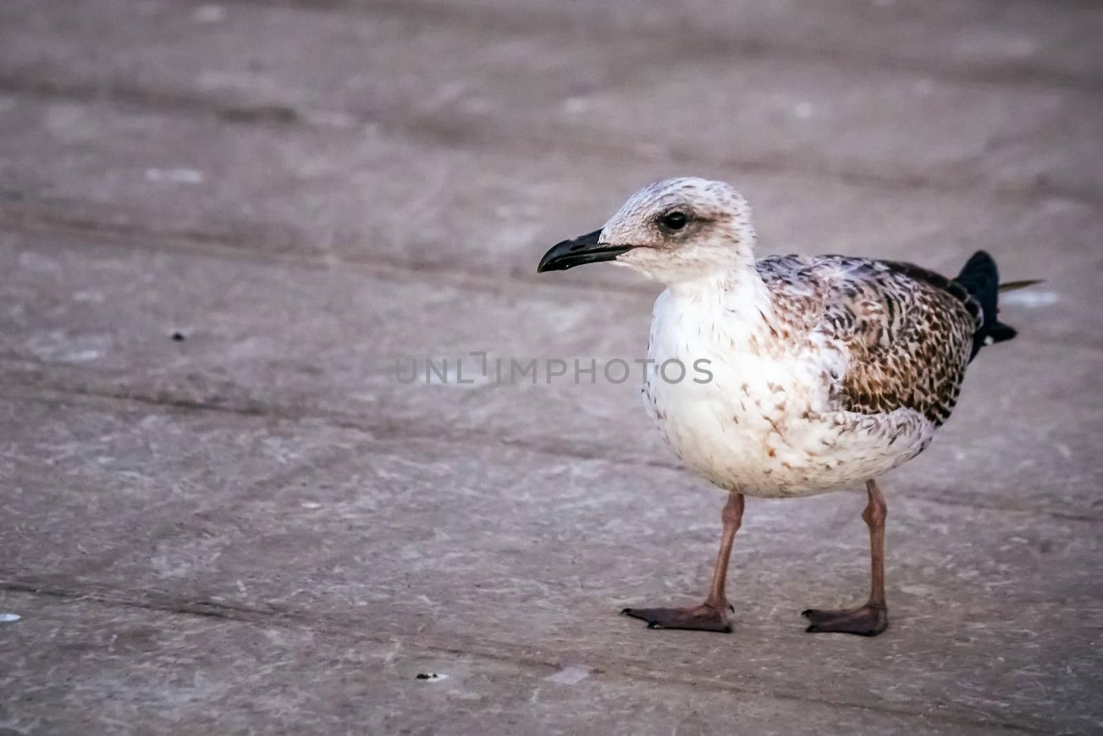 Seagull near Blue mosque which is under a renovation in Istanbul, Turkey.