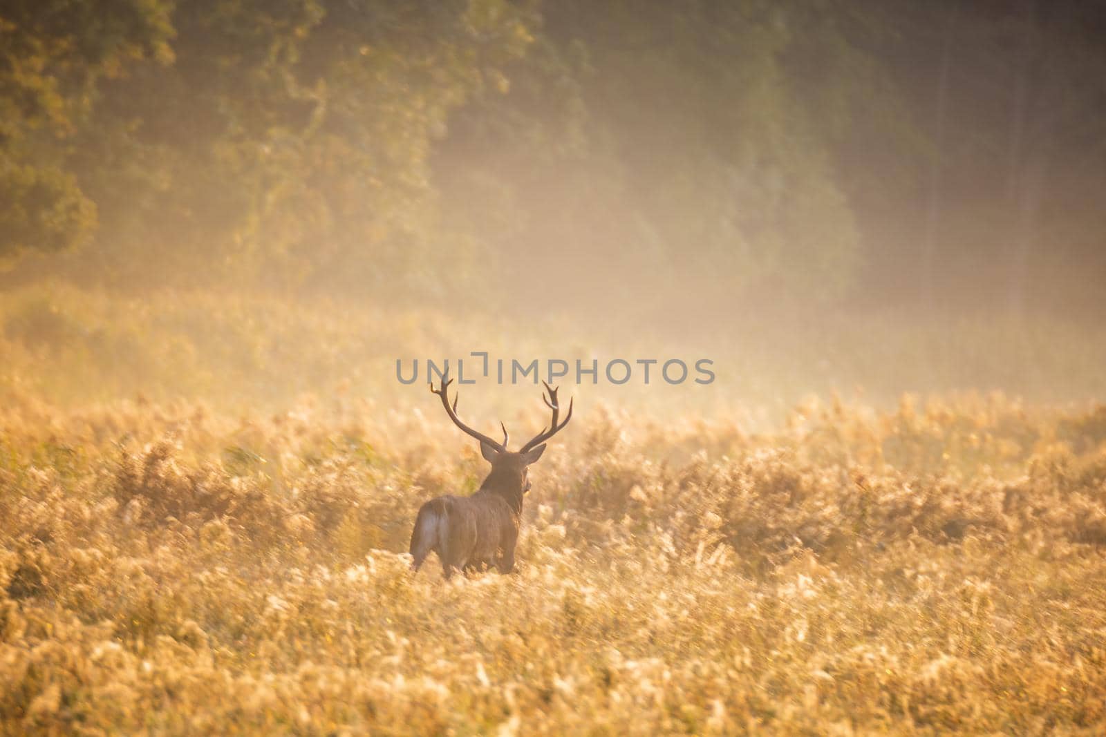 Wild european deers in the forest at Belovezhskaya Pushcha National Park, Belarus.
