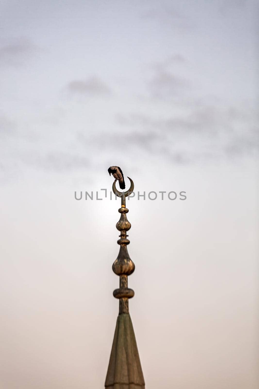 The Crow Sits On The Minaret In Istanbul, Turkey.