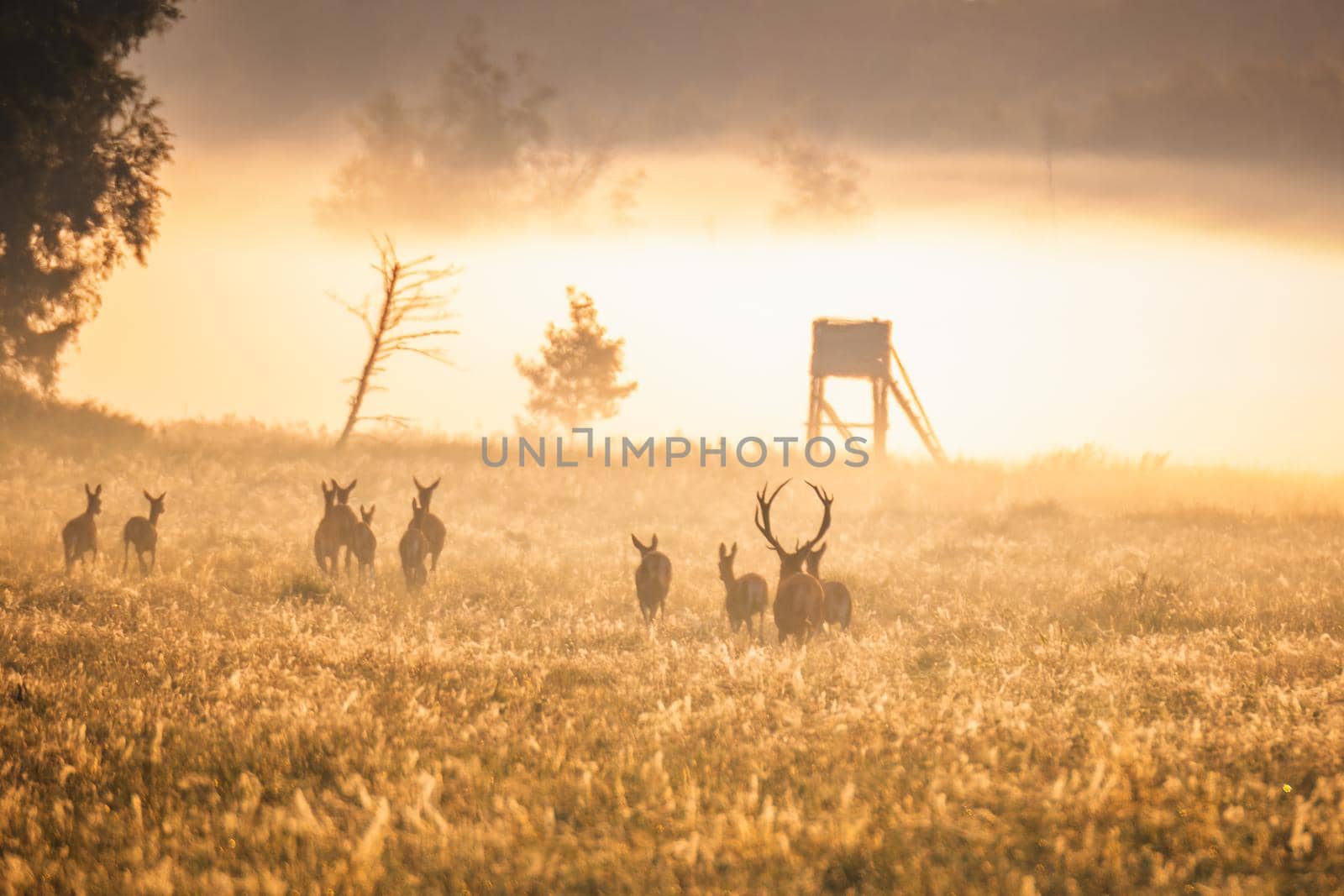 Wild european deers in the forest at Belovezhskaya Pushcha National Park, Belarus.