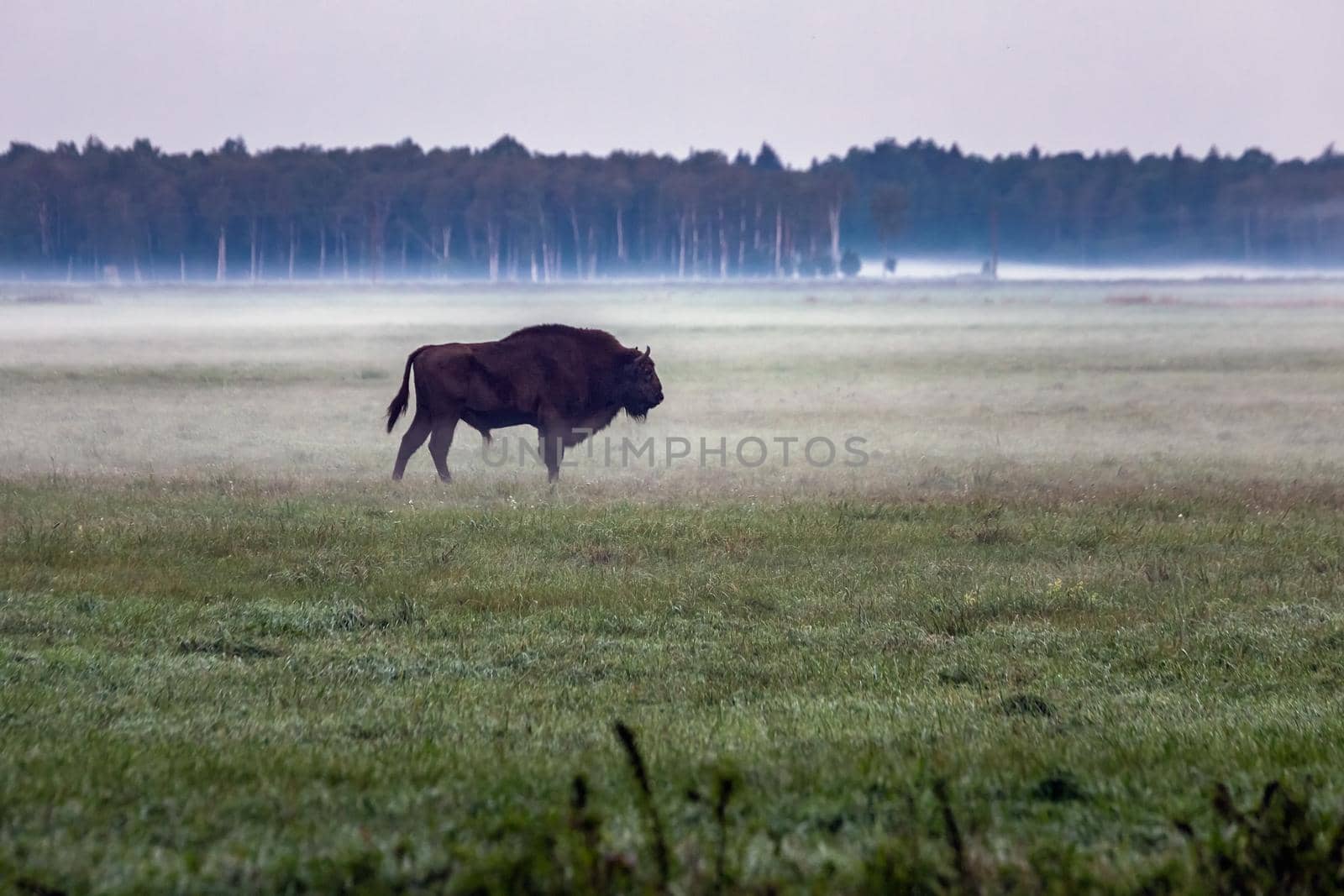 Wild european aurochs in the forest at Belovezhskaya Pushcha National Park, Belarus.