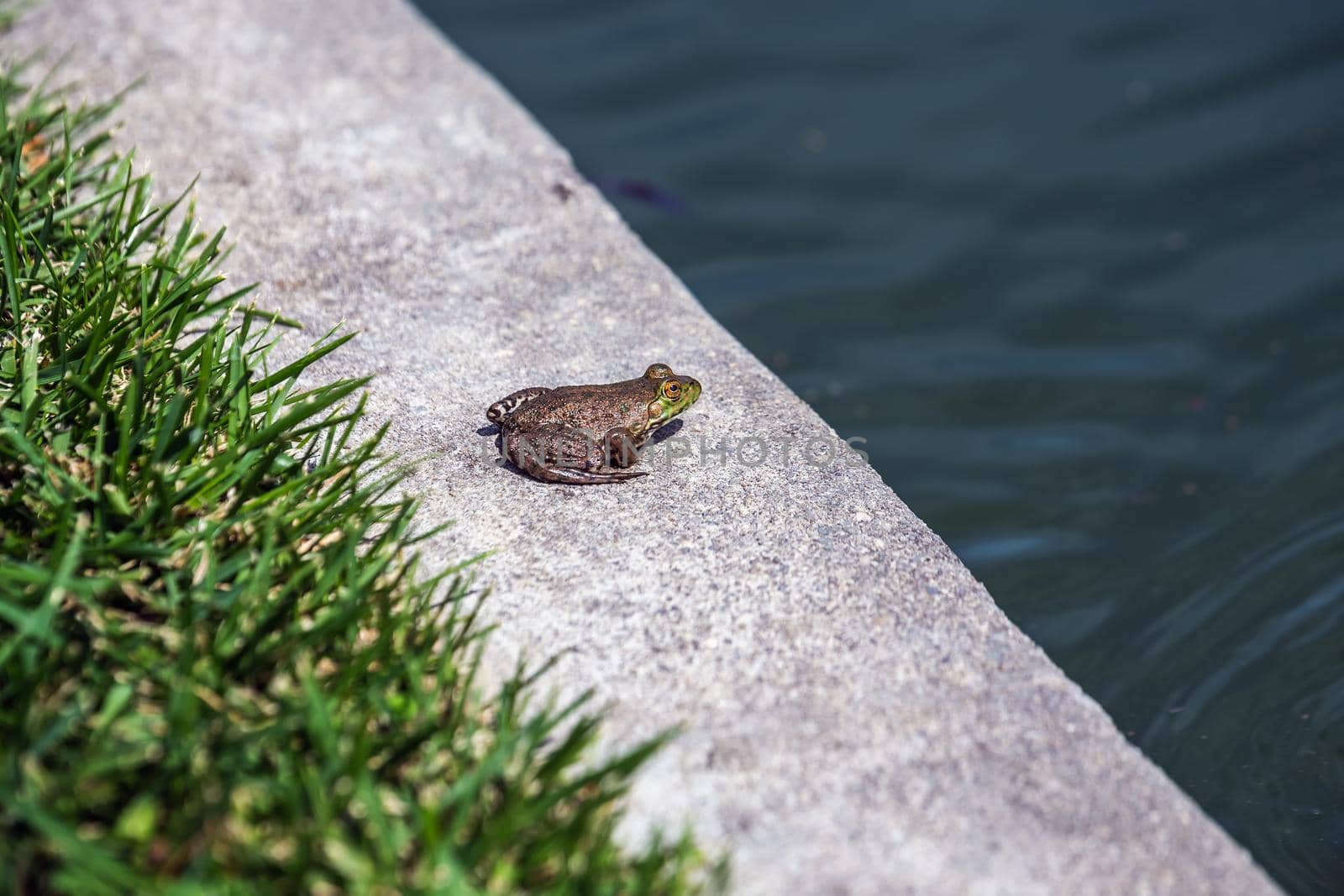 Big frog at the local winery near Sonoma, USA.