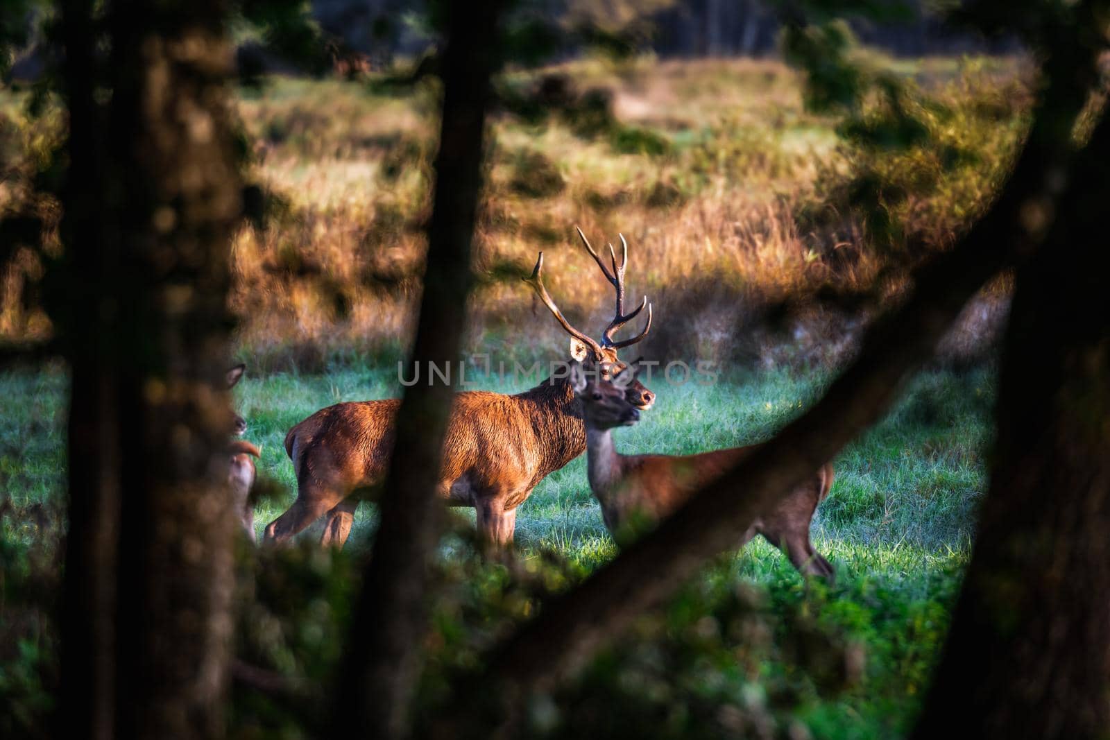 Wild european deers in the forest at Belovezhskaya Pushcha National Park, Belarus.