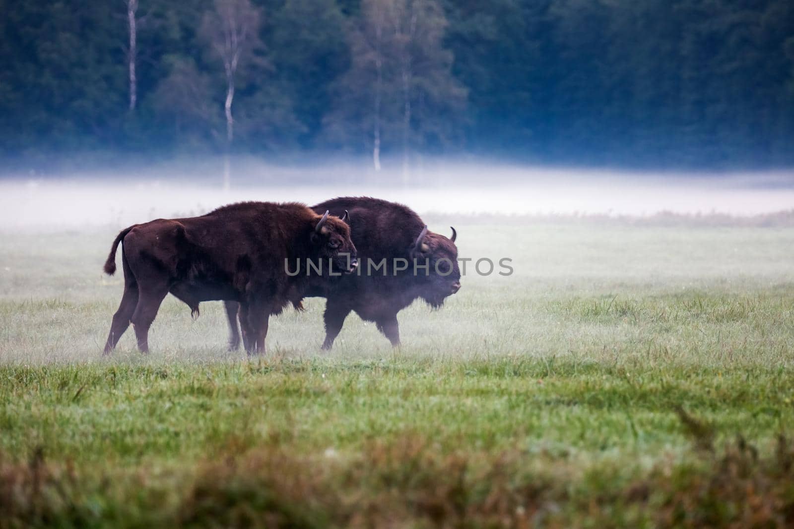 Wild european aurochs in the forest at Belovezhskaya Pushcha National Park, Belarus.