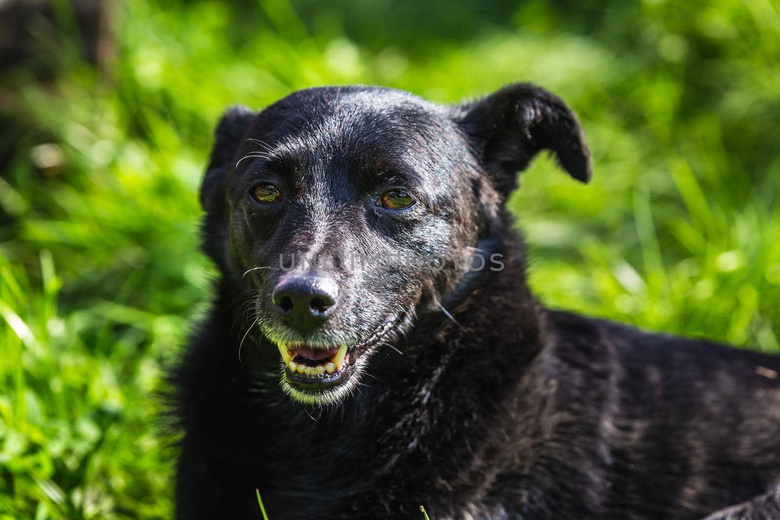 Dog lays on the ground at the Belovezhskaya Pushcha National Park, Belarus.