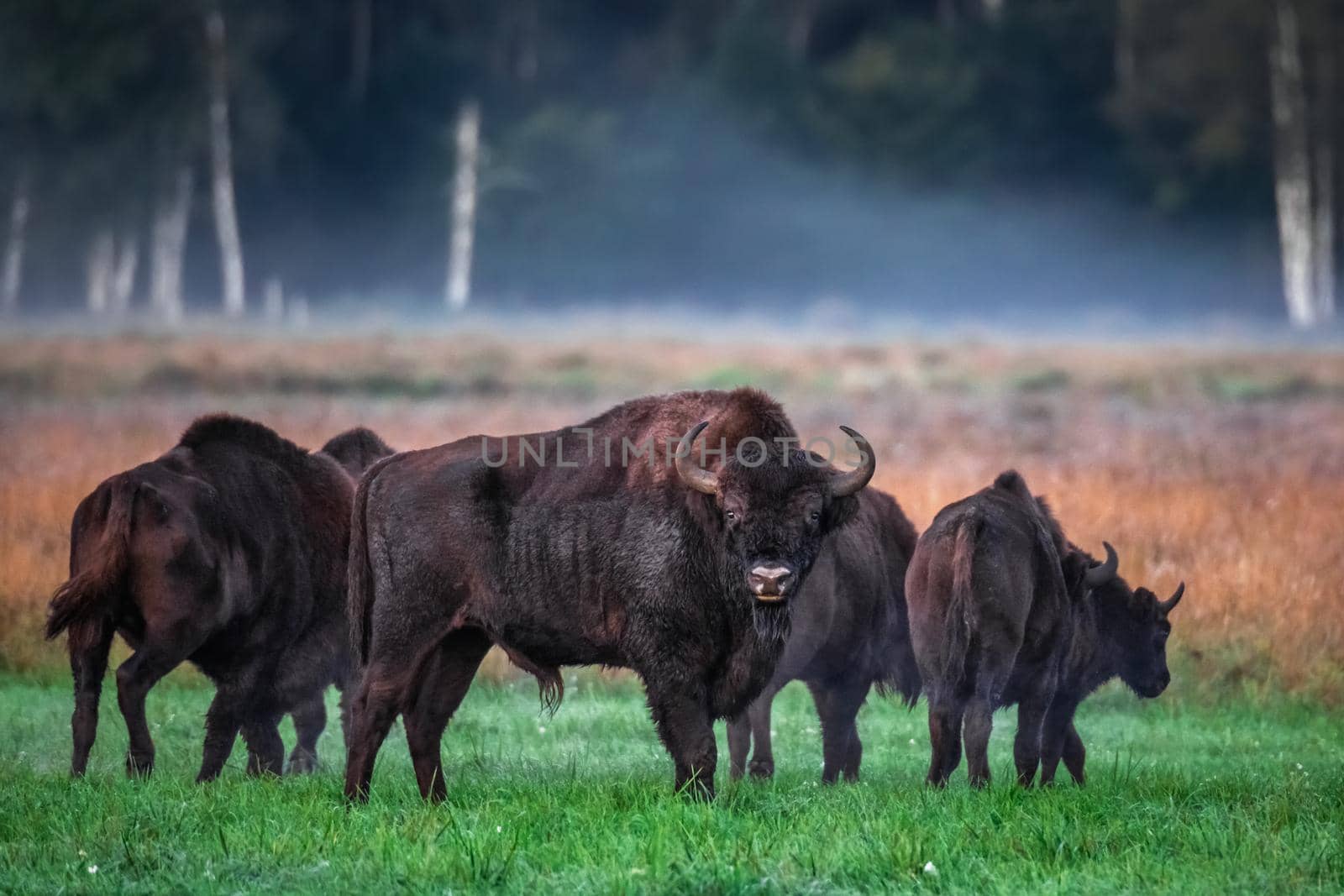 Wild european aurochs in the forest at Belovezhskaya Pushcha National Park, Belarus.