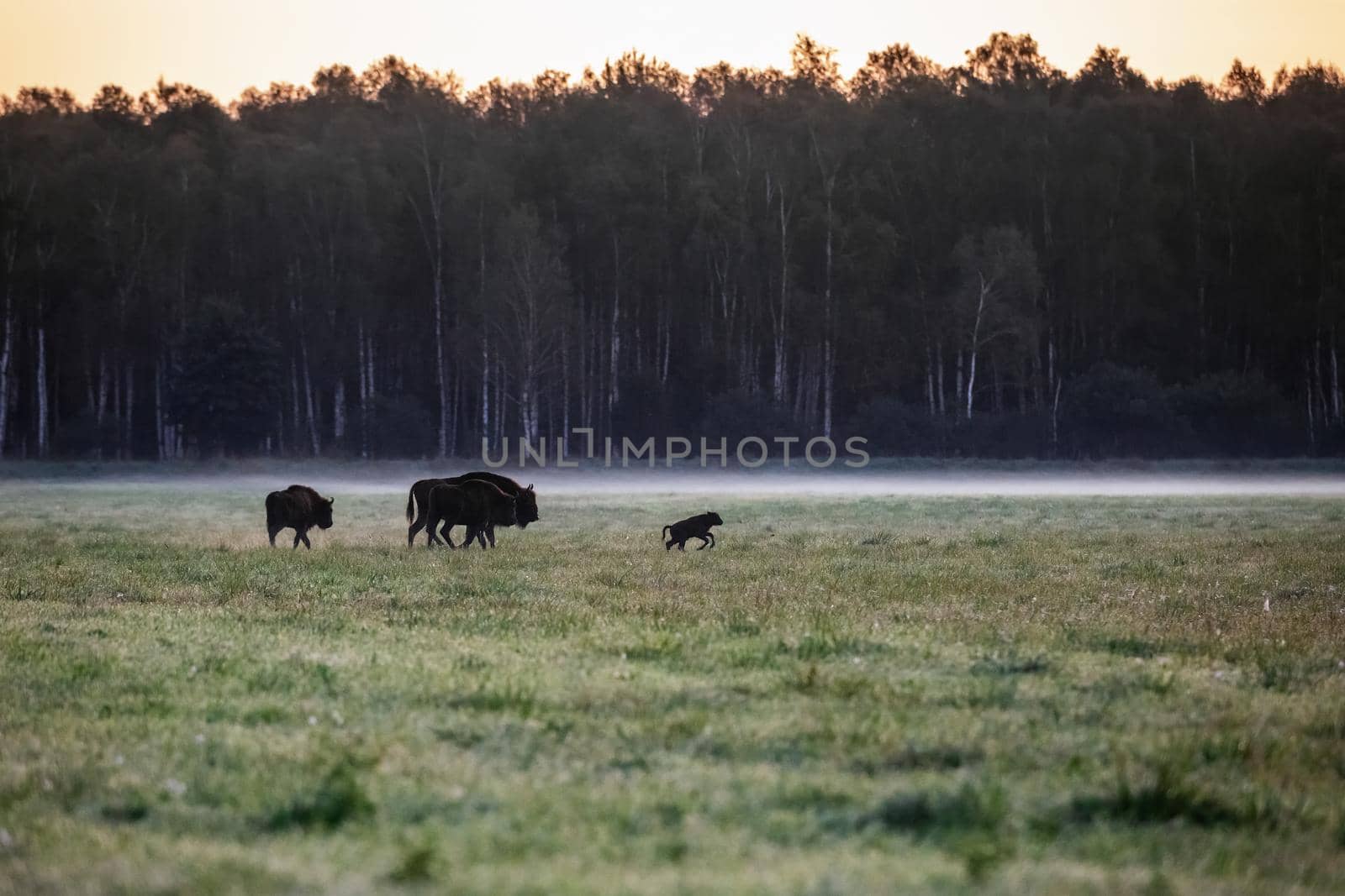 Wild european aurochs in the forest at Belovezhskaya Pushcha National Park, Belarus.