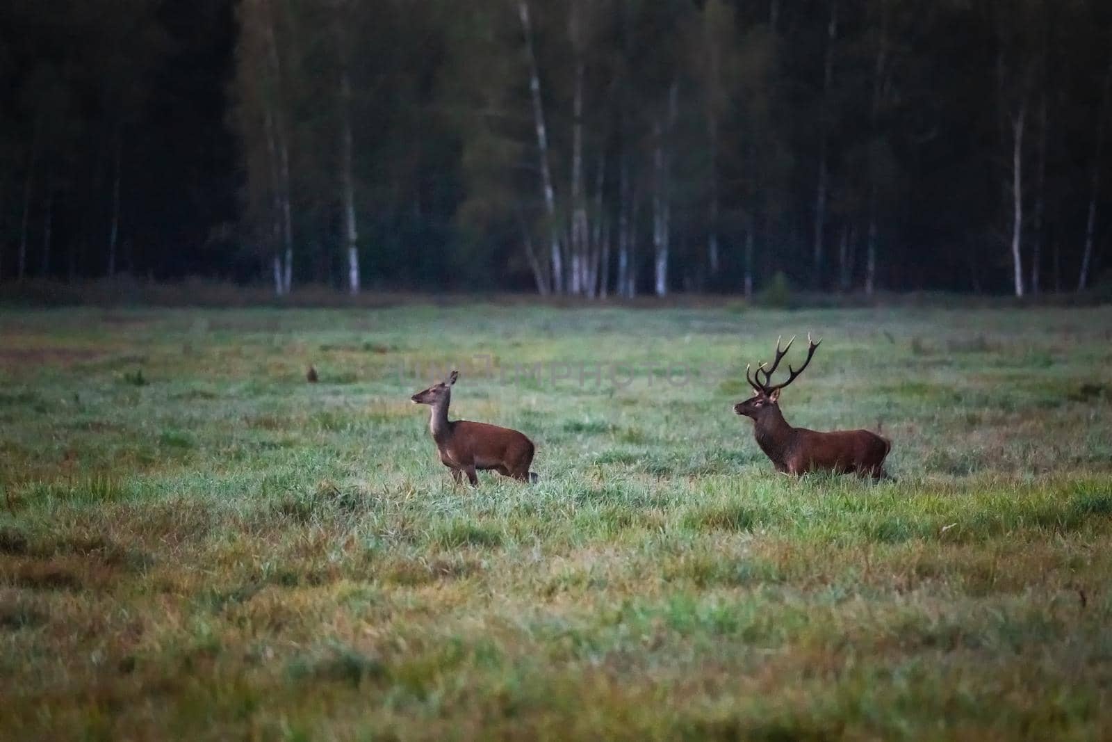 Wild european deers in the forest at Belovezhskaya Pushcha National Park, Belarus.