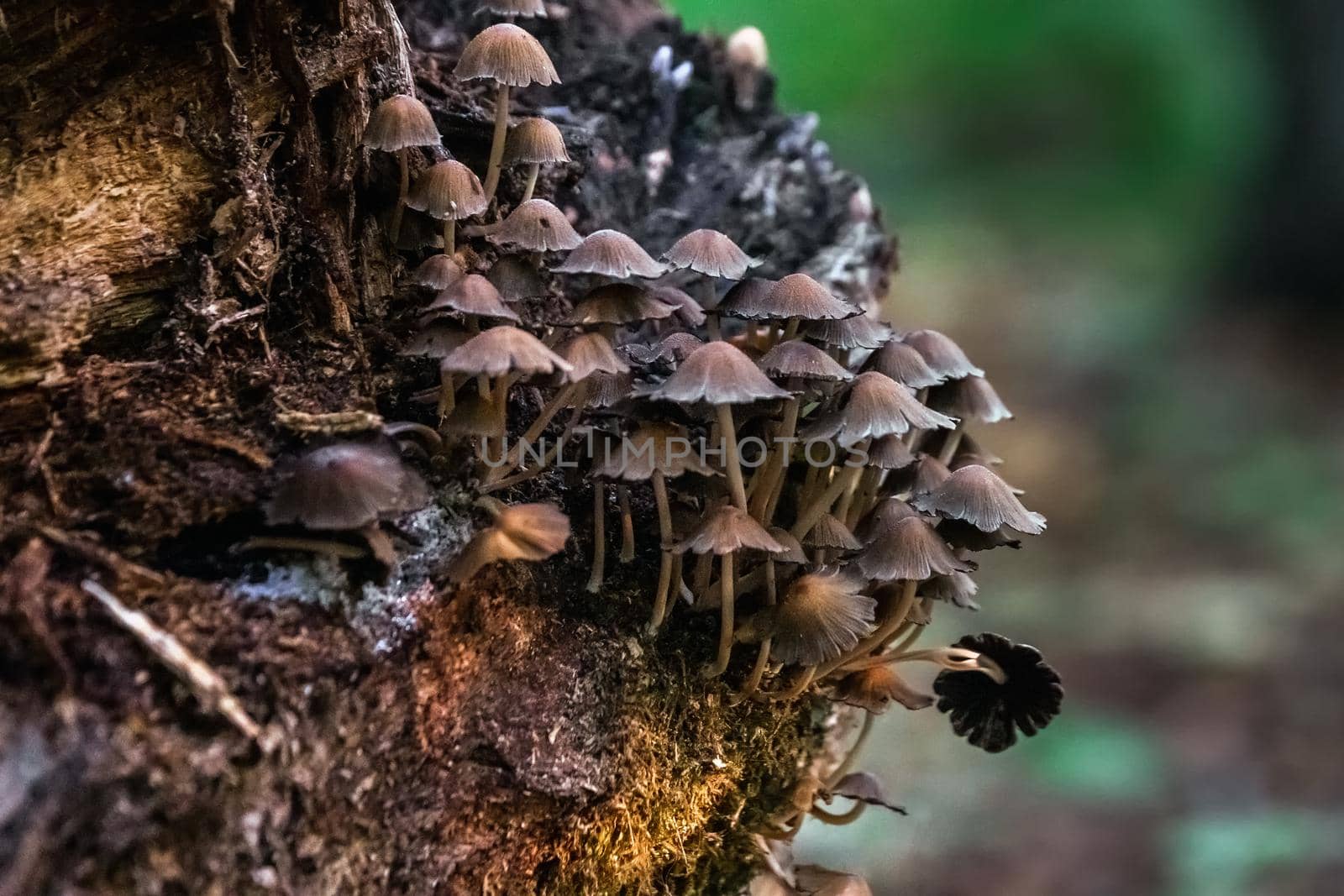 Mushrooms in the forest at Belovezhskaya Pushcha National Park, Belarus.