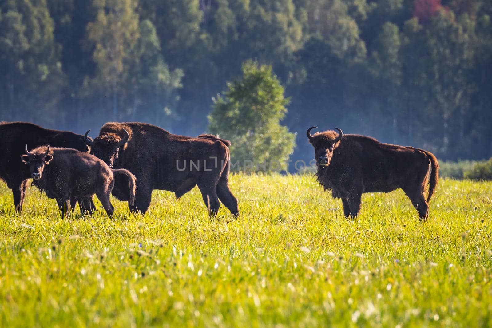 Wild european aurochs in the forest at Belovezhskaya Pushcha National Park, Belarus.