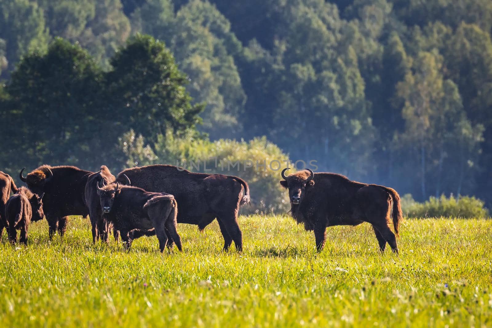 Wild european aurochs in the forest at Belovezhskaya Pushcha National Park, Belarus.