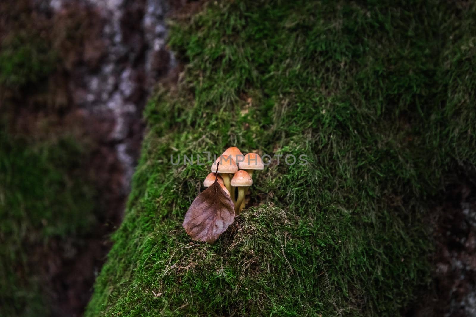 Mushrooms in the forest at Belovezhskaya Pushcha National Park, Belarus.