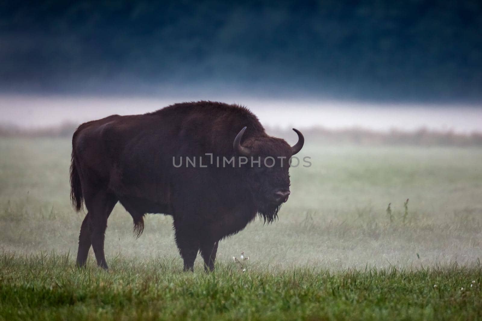 Wild european aurochs in the forest at Belovezhskaya Pushcha National Park, Belarus.