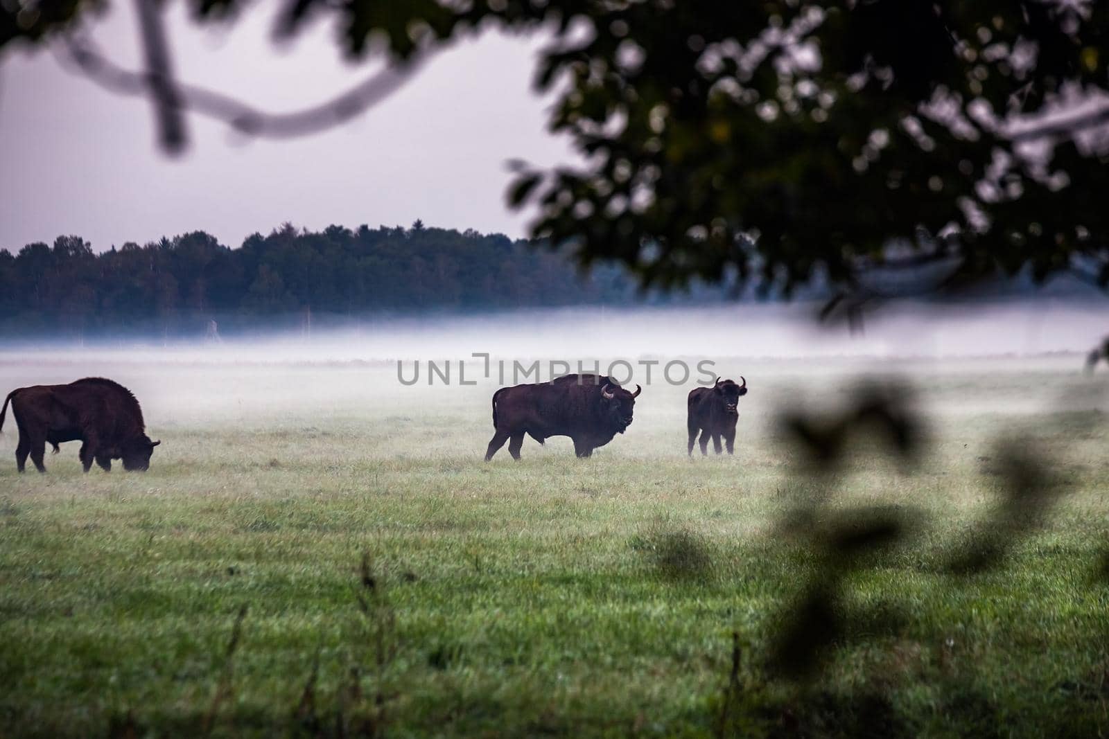 Wild european aurochs in the forest at Belovezhskaya Pushcha National Park, Belarus.