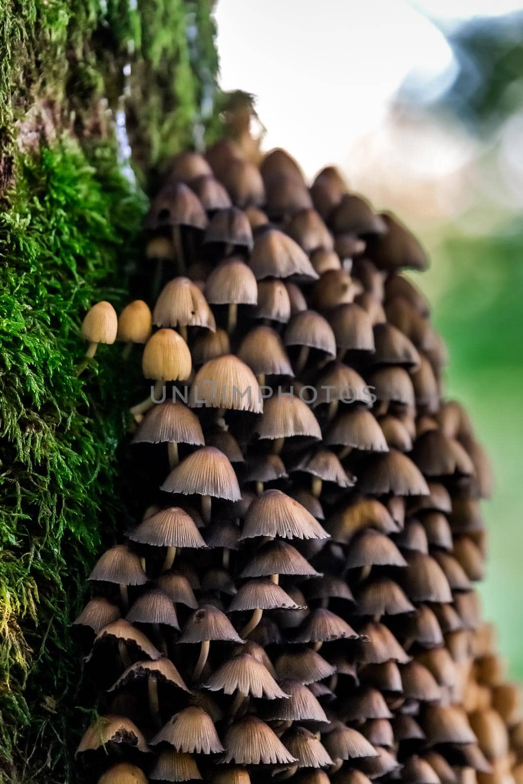 Mushrooms in the forest at Belovezhskaya Pushcha National Park, Belarus.