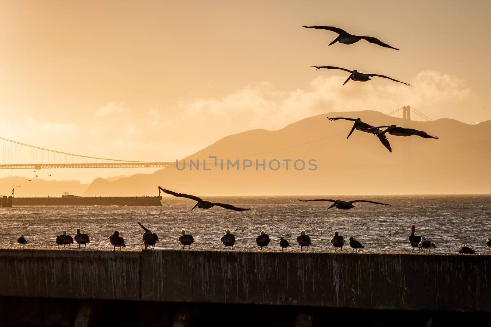Seagulls and Golden Gate bridge near Pier 39 Fisherman's Wharf has become a major tourist attraction at San Francisco, USA.