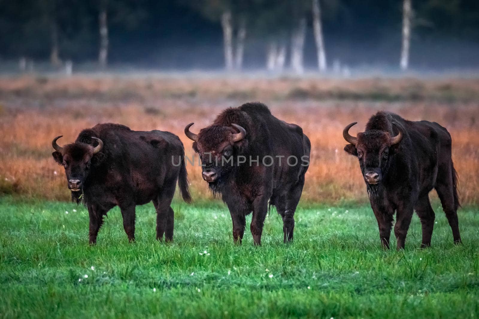 Wild european aurochs in the forest at Belovezhskaya Pushcha National Park, Belarus.