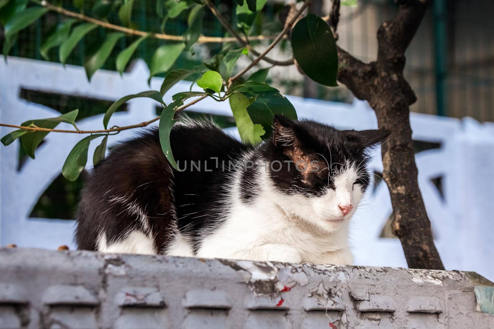 Cat in Istanbul, Turkey. Homeless Cute Cat. A street cat in Istanbul. Homeless animals theme. homeless stray street cat.